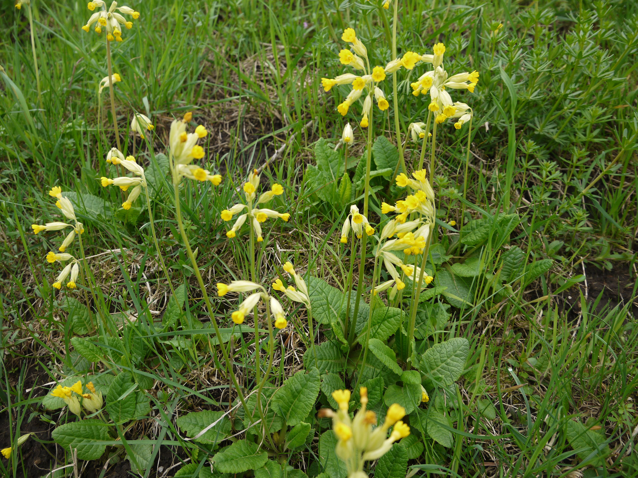 Wiesenprimel; Foto: Michael Wetzel
