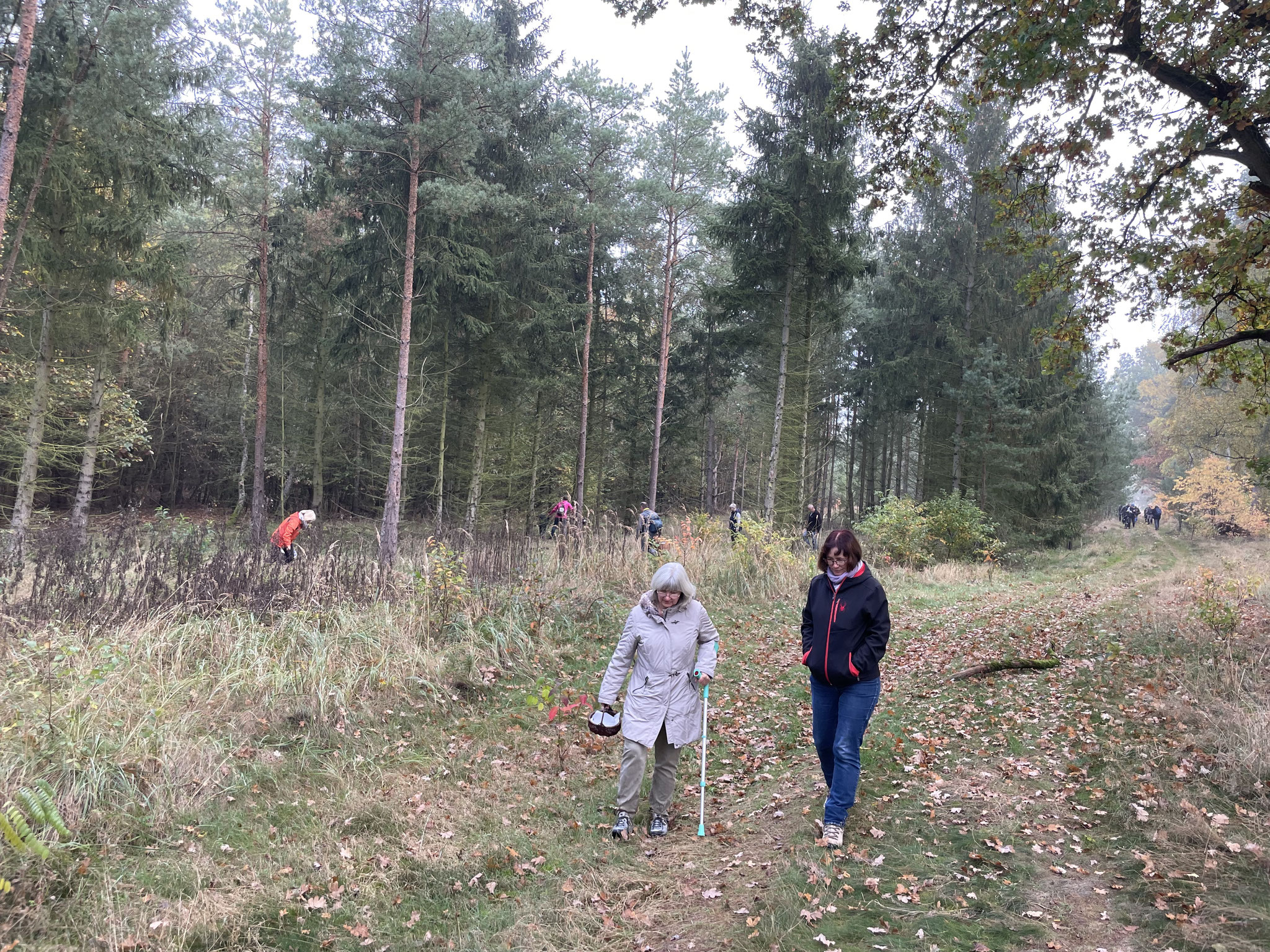 Ausschwärmen in den Bestand; Foto: Juliane Wetzel