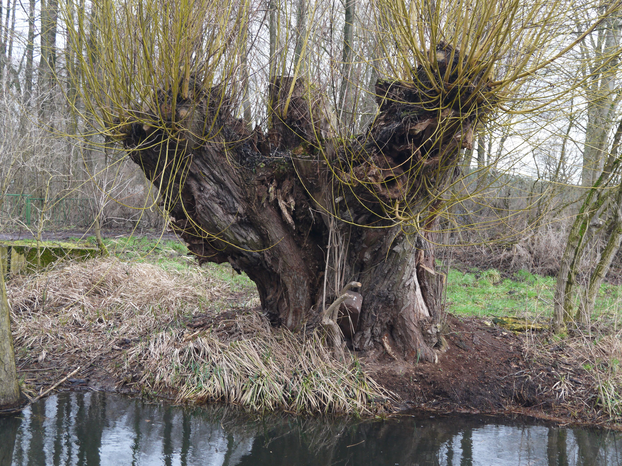 Kopfweide mit eingewachsenem Grenzstein; Foto: Michael Wetzel