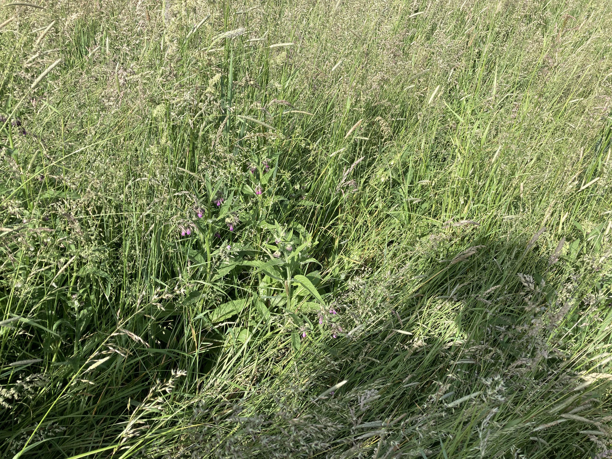 Hohe gräserdominierte Vegetation mit Beinwell (Mitte); Foto: Michael Wetzel