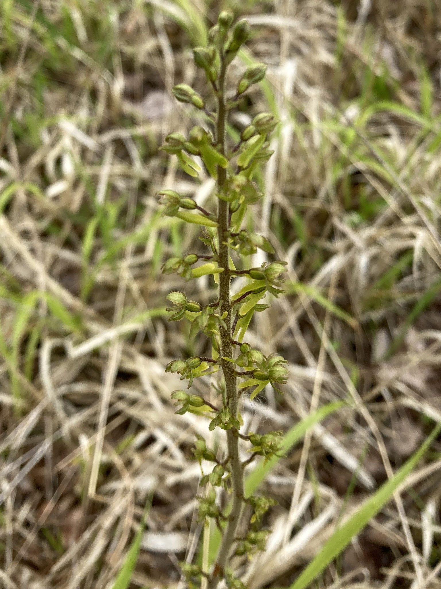 Großes Zweiblatt (Blütenstand); Foto: Michael Wetzel