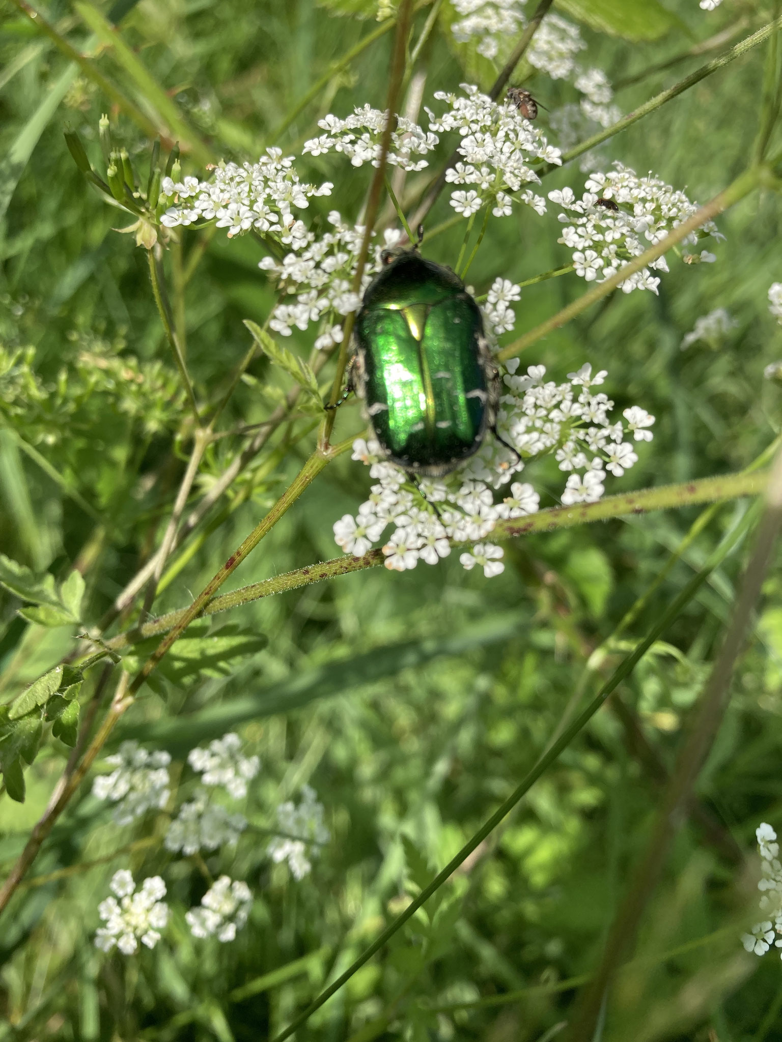 Rosenkäfer; Foto: Michael Wetzel