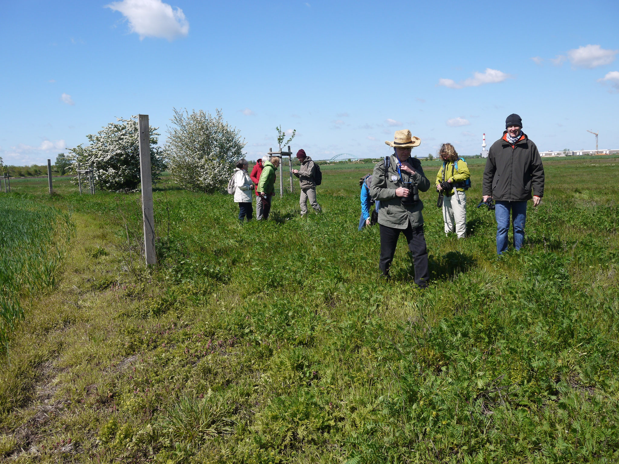 Auf dem Graben-Krautsaum; Foto: Michael Wetzel
