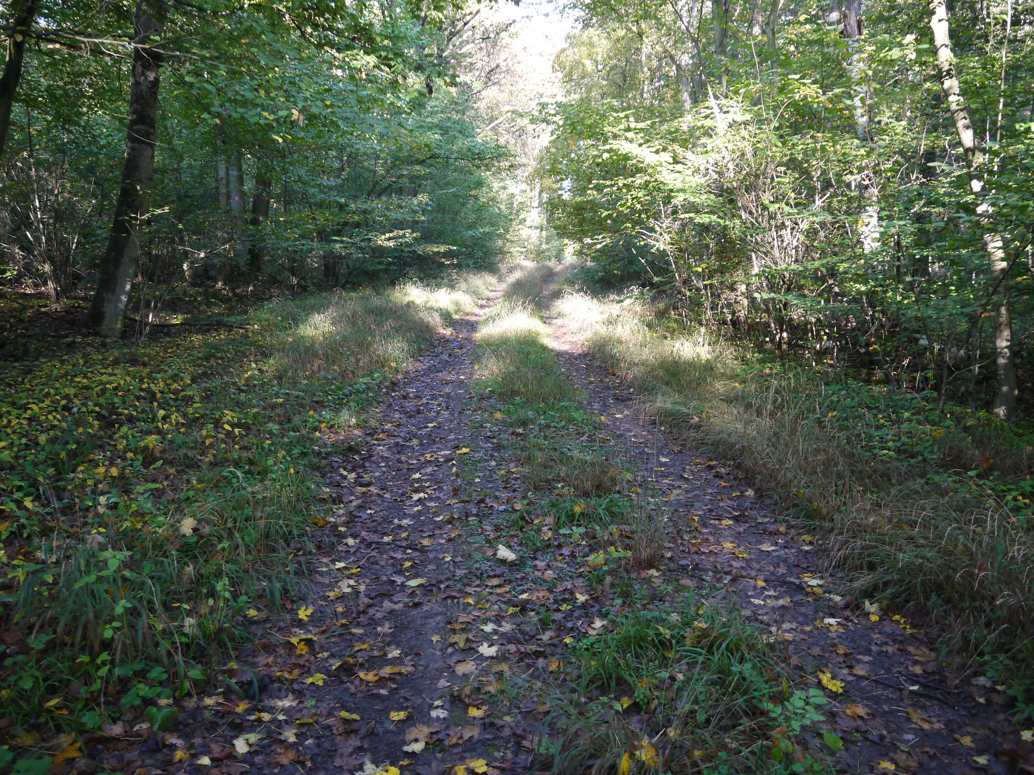 Waldweg vom Ostteil zum Parkplatz; Foto: Michael Wetzel