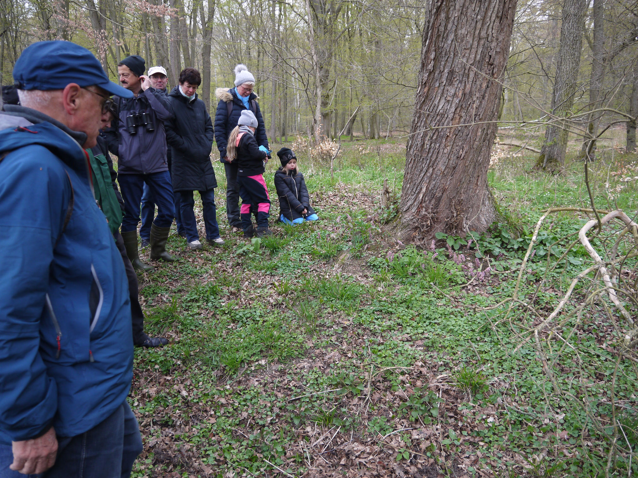 Schuppenwurz auf einer Baumscheibe; Foto: Michael Wetzel