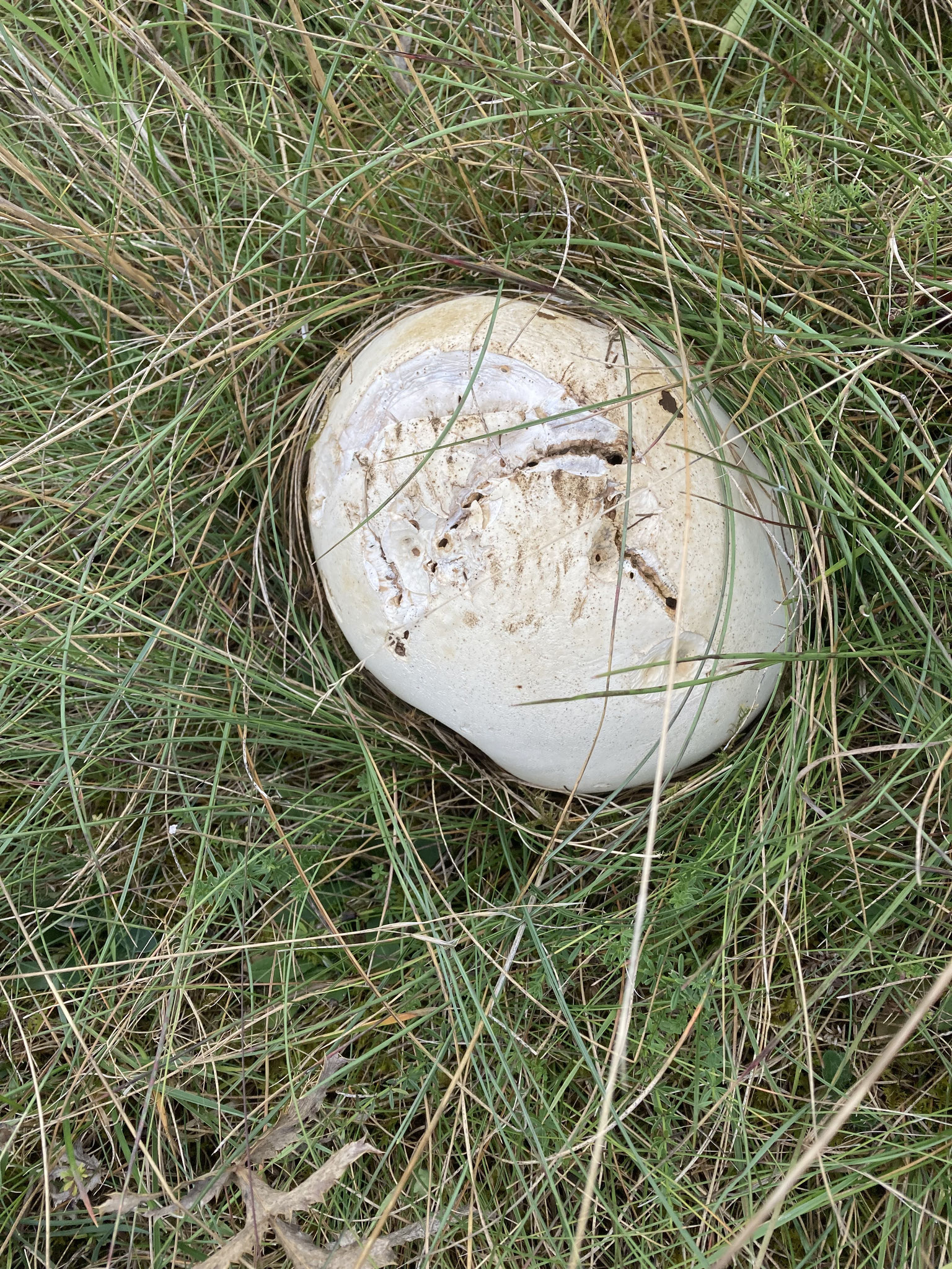 Riesenbovist; Foto: Michael Wetzel