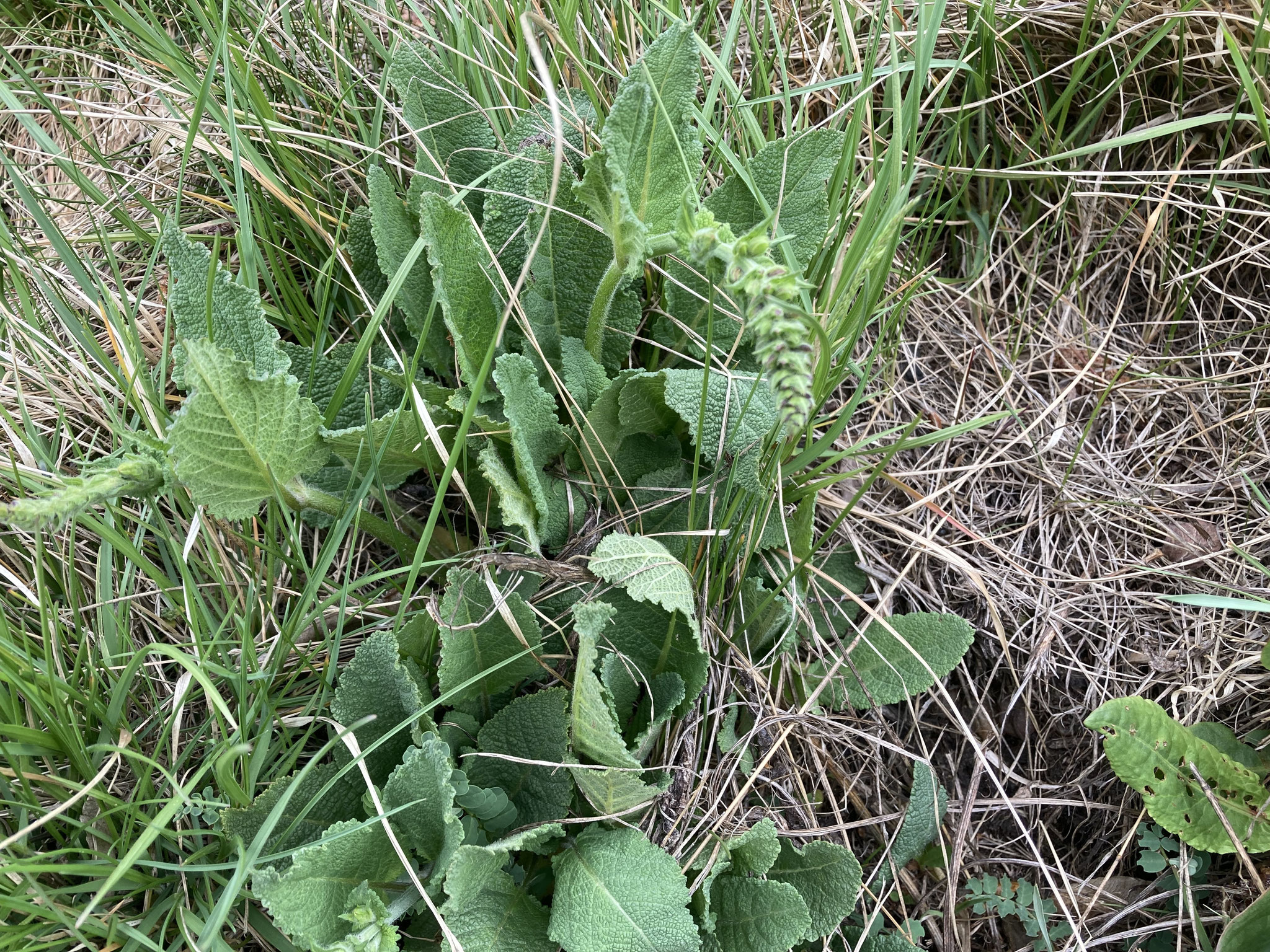 Wiesensalbei; Foto: Michael Wetzel