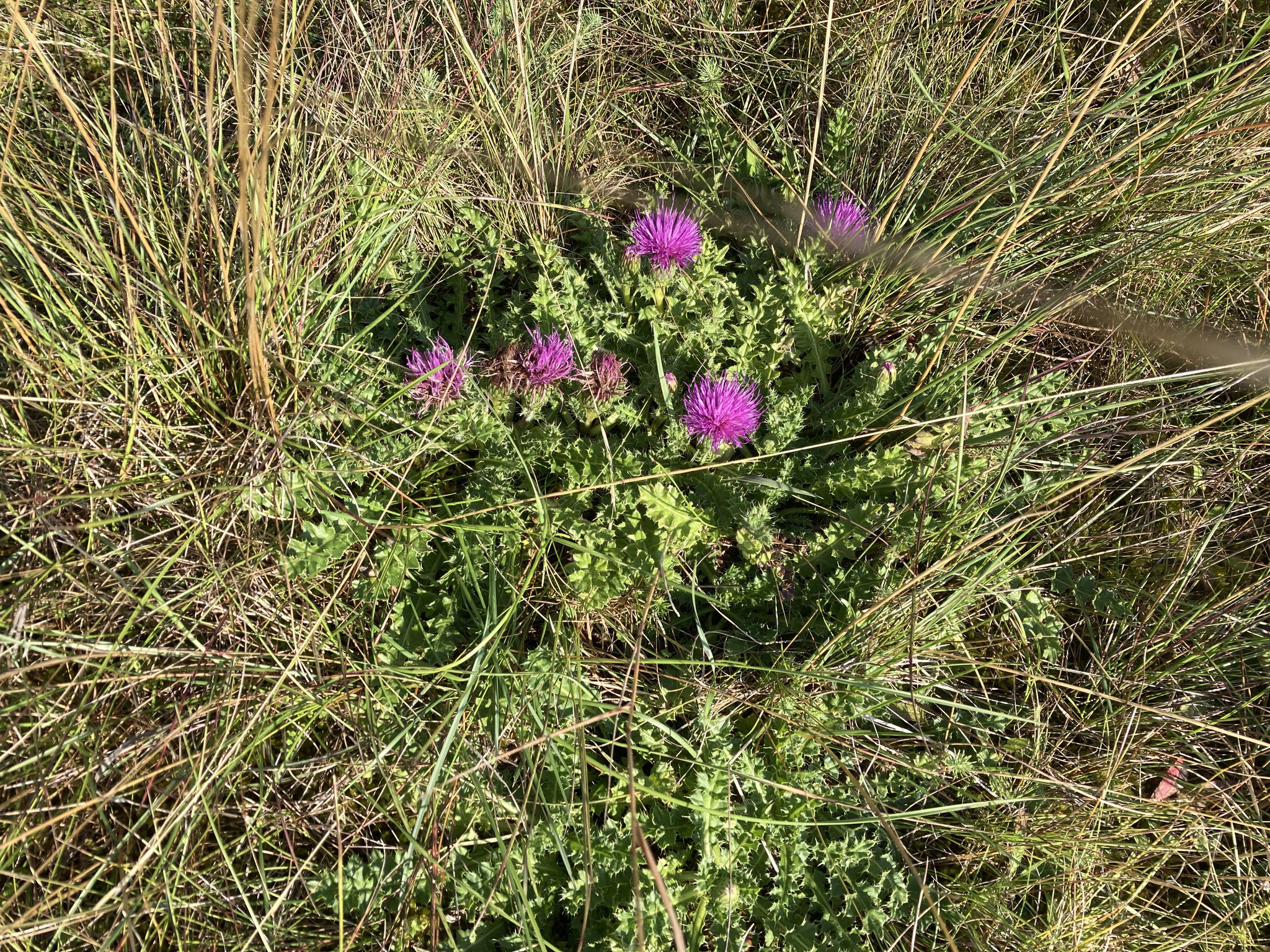Stengellose Kratzdistel; Foto: Michael Wetzel