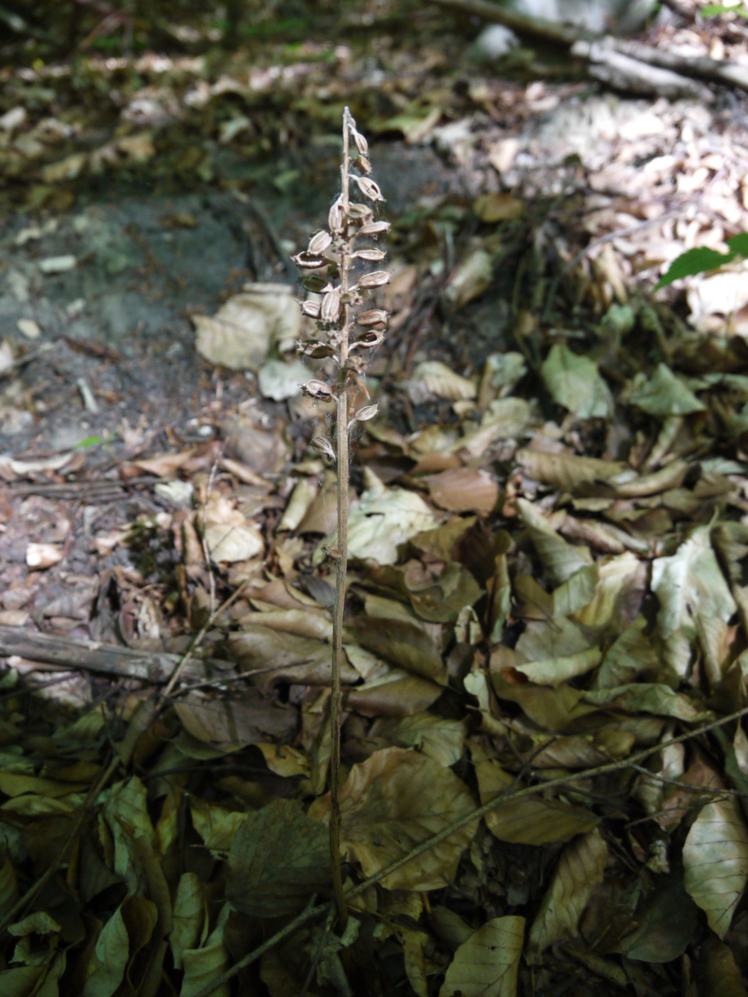 Vogelnestwurz - Blütenstand aus dem Vorjahr; Foto: Michael Wetzel