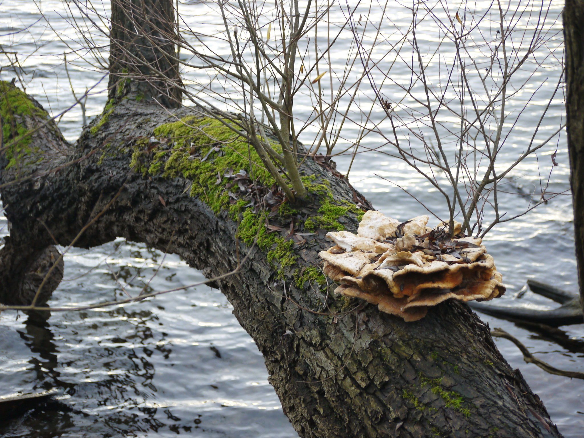 Im Wasser hängende Weide mit Pilz; Foto: Michael Wetzel