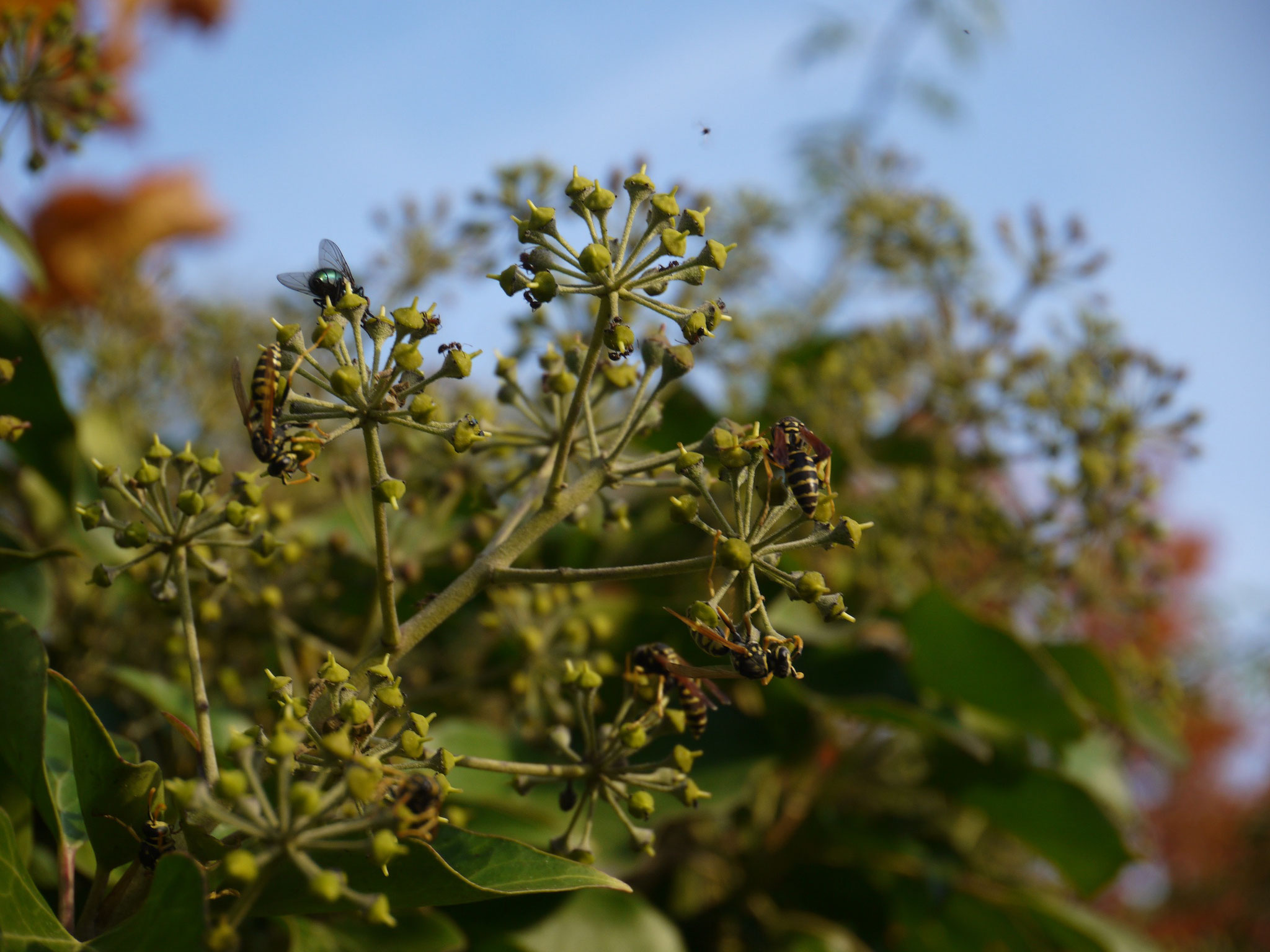 Insekten auf Efeublüten; Foto: Michael Wetzel