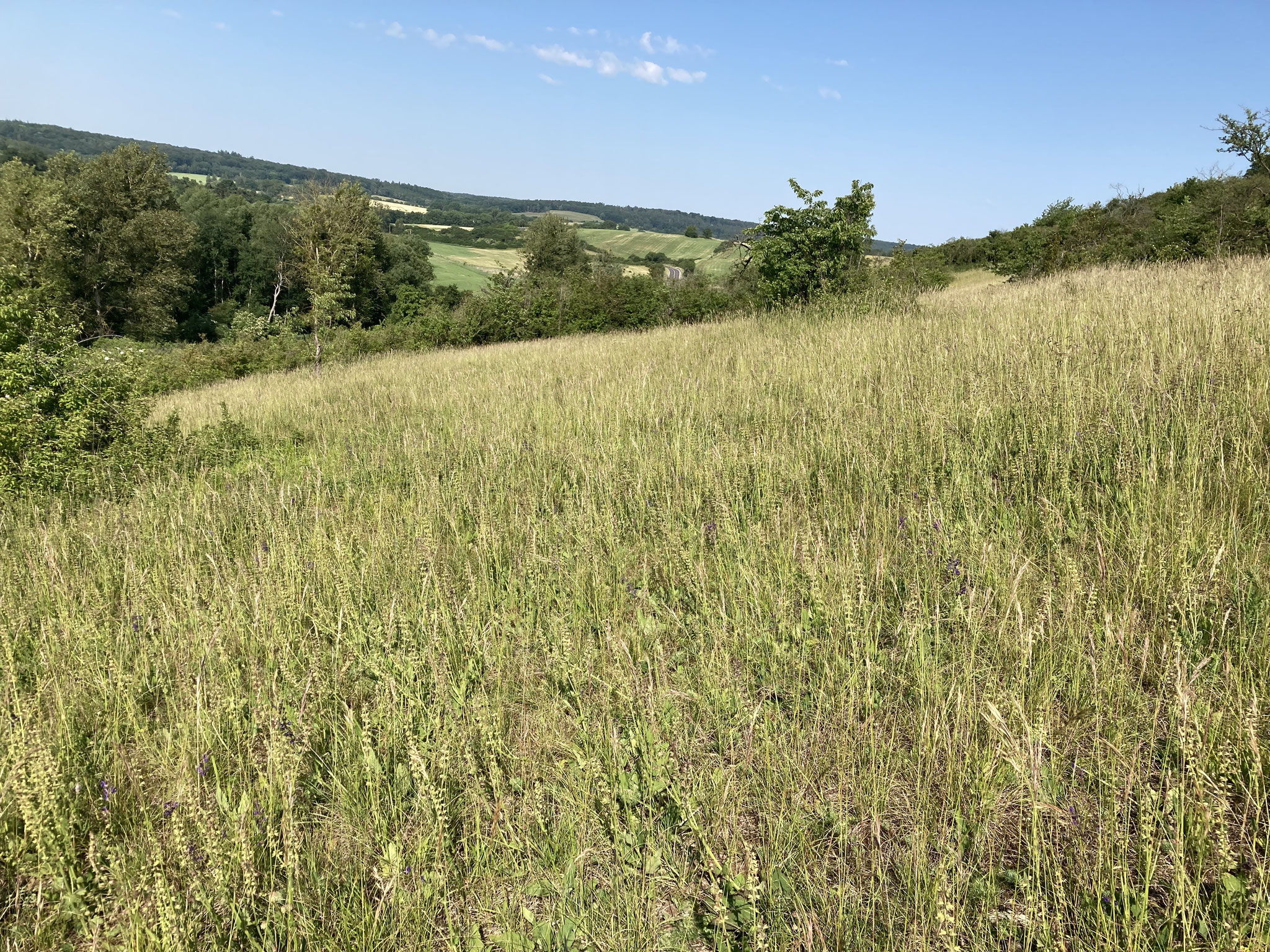 Abgeblühter Wiesensalbei; Foto: Michael Wetzel