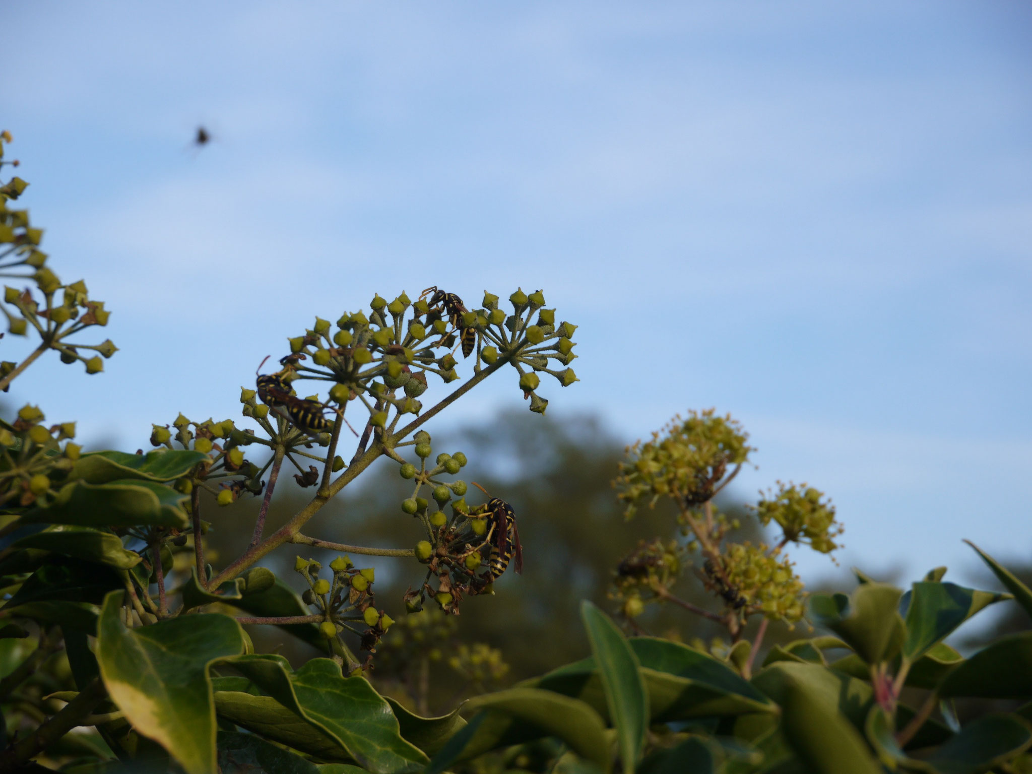 Wespen auf Efeublüten; Foto: Michael Wetzel