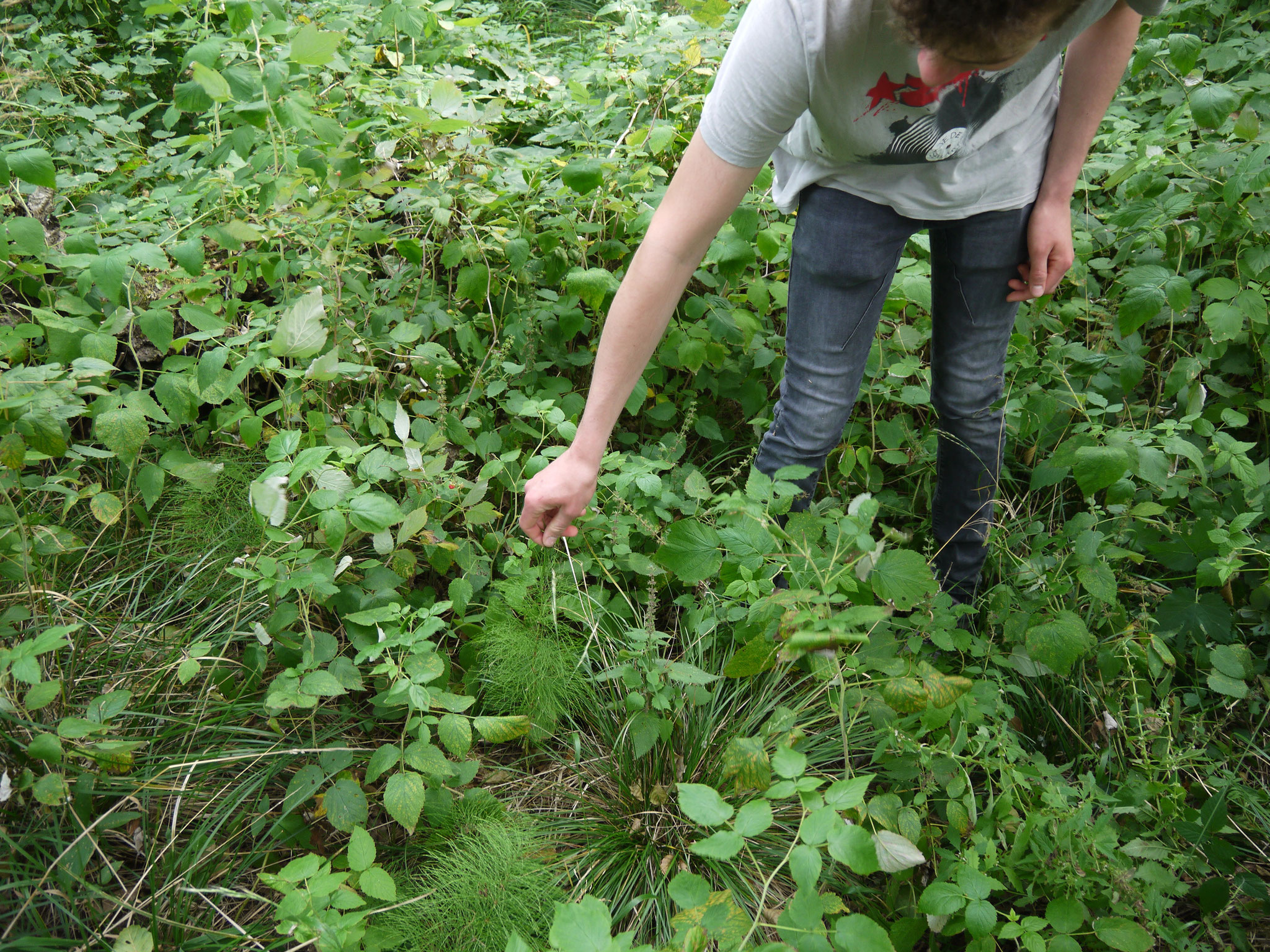 Waldschachtelhalm; Foto: Michael Wetzel