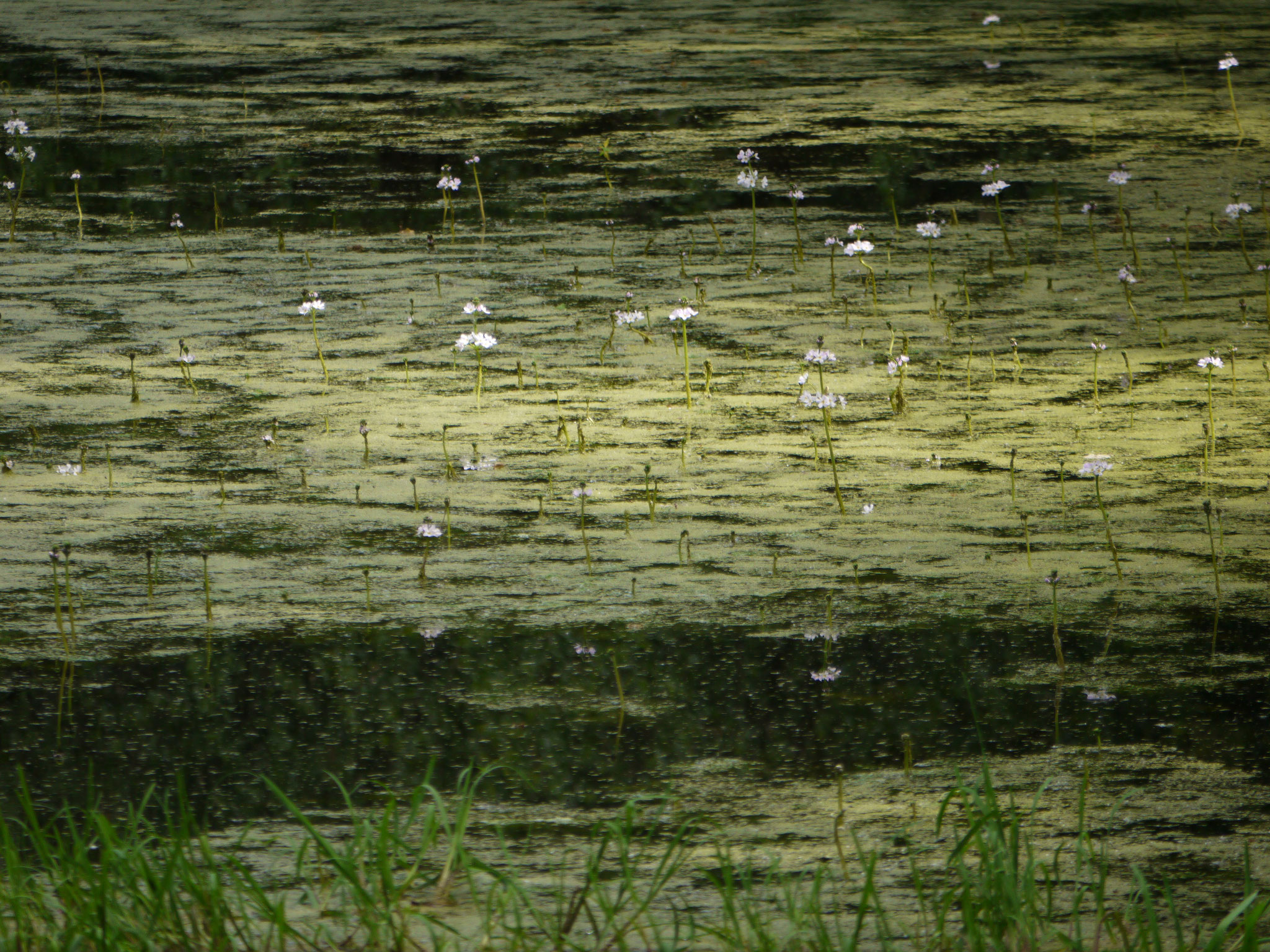 Blühende Wasserfeder über der Wasseroberfläche; Foto: Michael Wetzel
