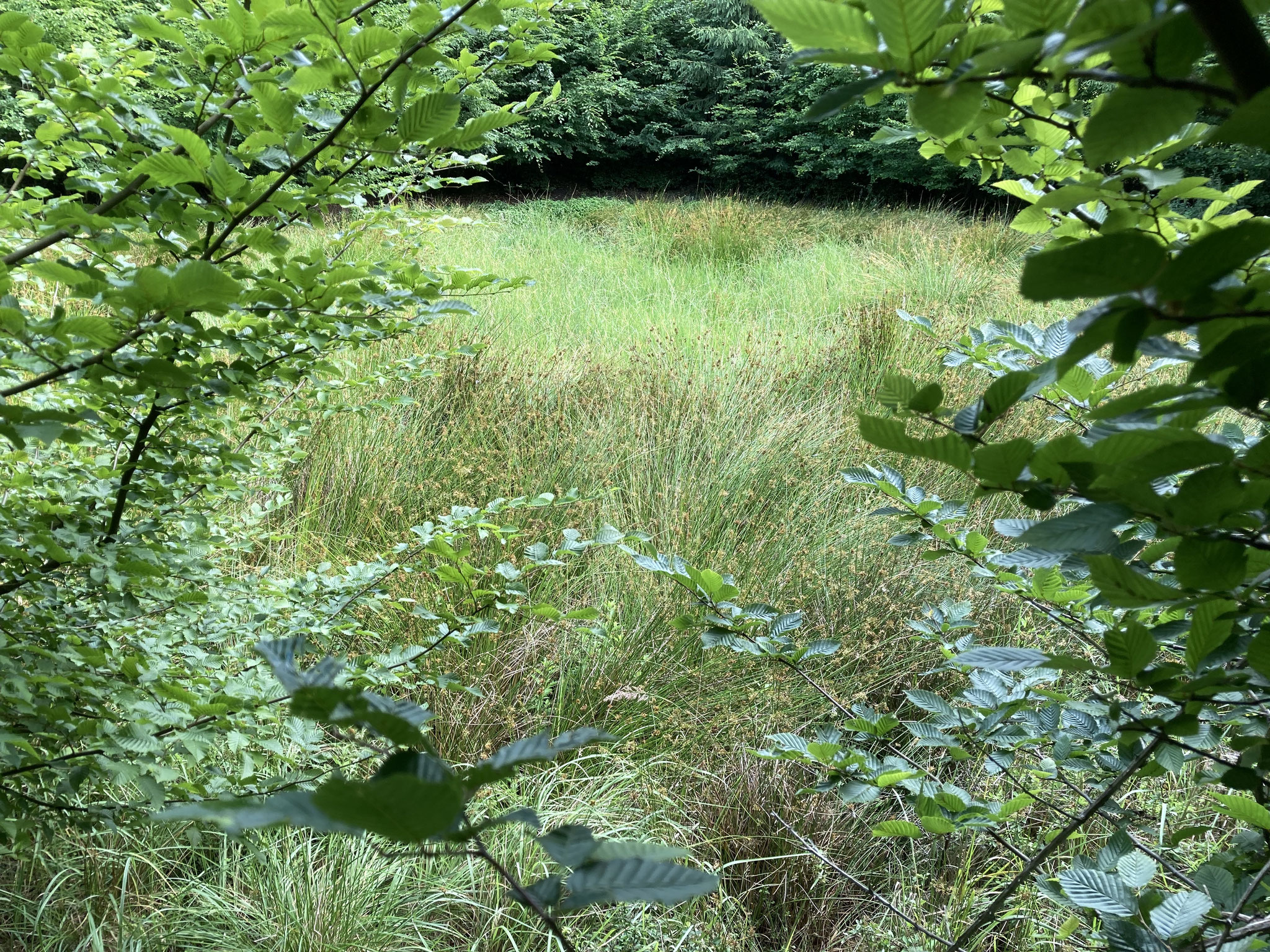 Verkrautetes Kleingewässer; Foto: Michael Wetzel