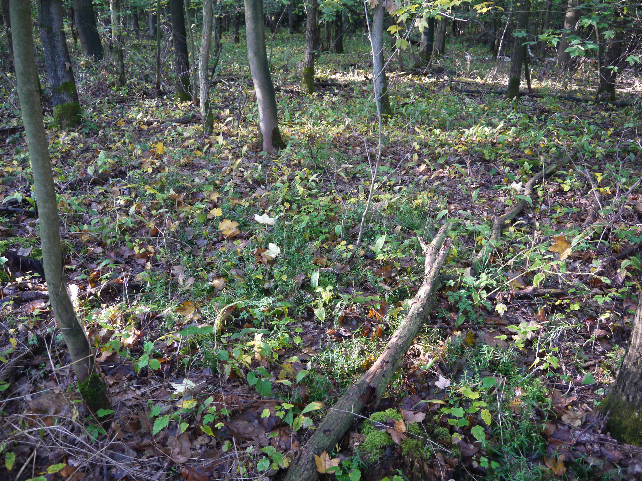 Blick in das Unterholz mit Maiglöckchenbestand; Foto: Michael Wetzel