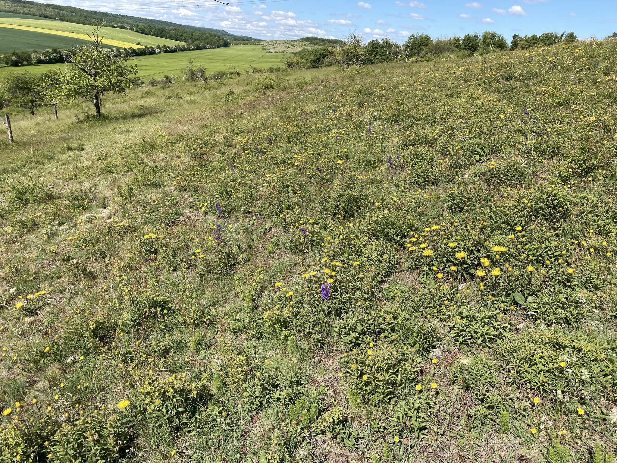 Trockenrasenvegetation; Foto: Michael Wetzel