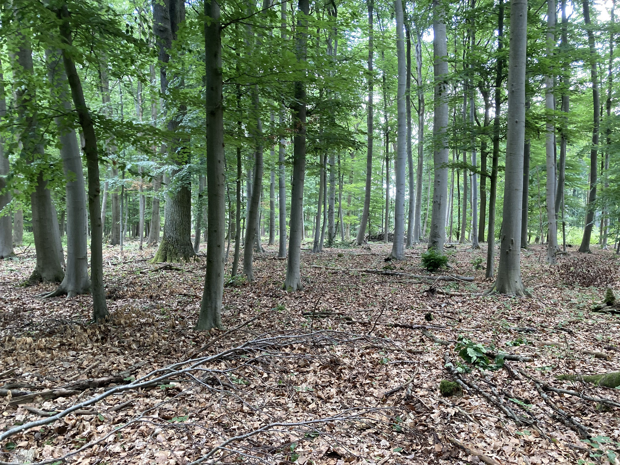 Buchenwald; Foto: Michael Wetzel