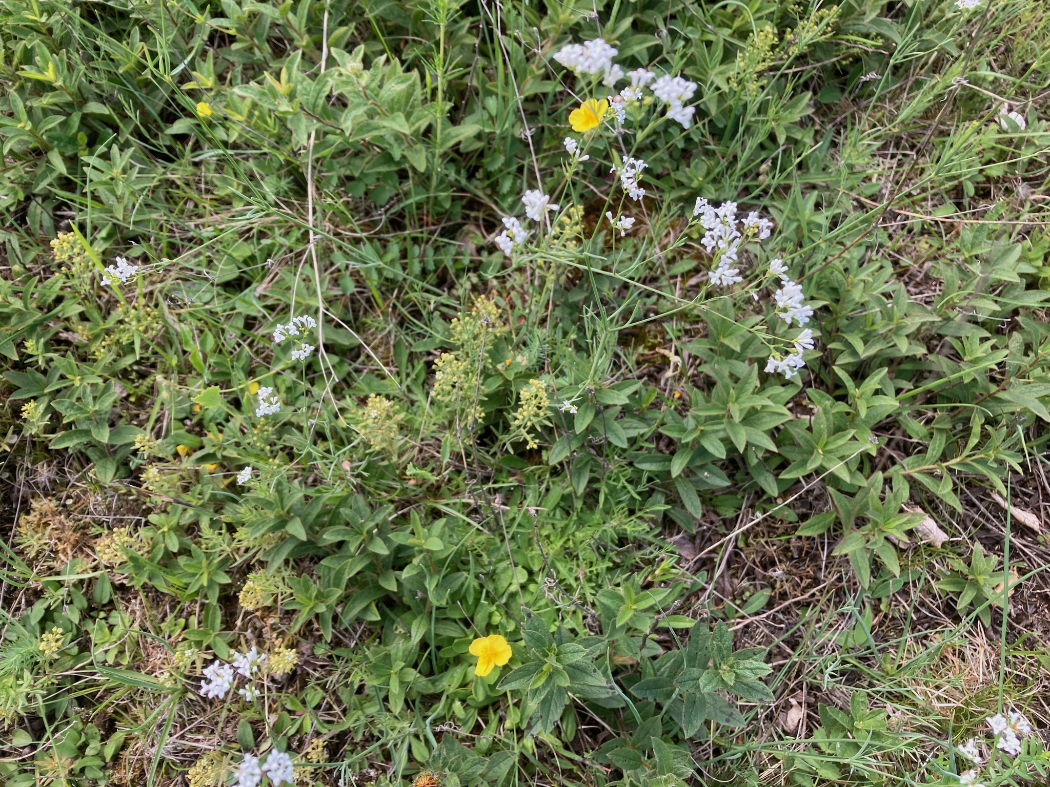 Färbermeier (weiß), Sonnenröschen (gelb) und Mittleres Vermeinkraut (hellgrün); Foto: Michael Wetzel