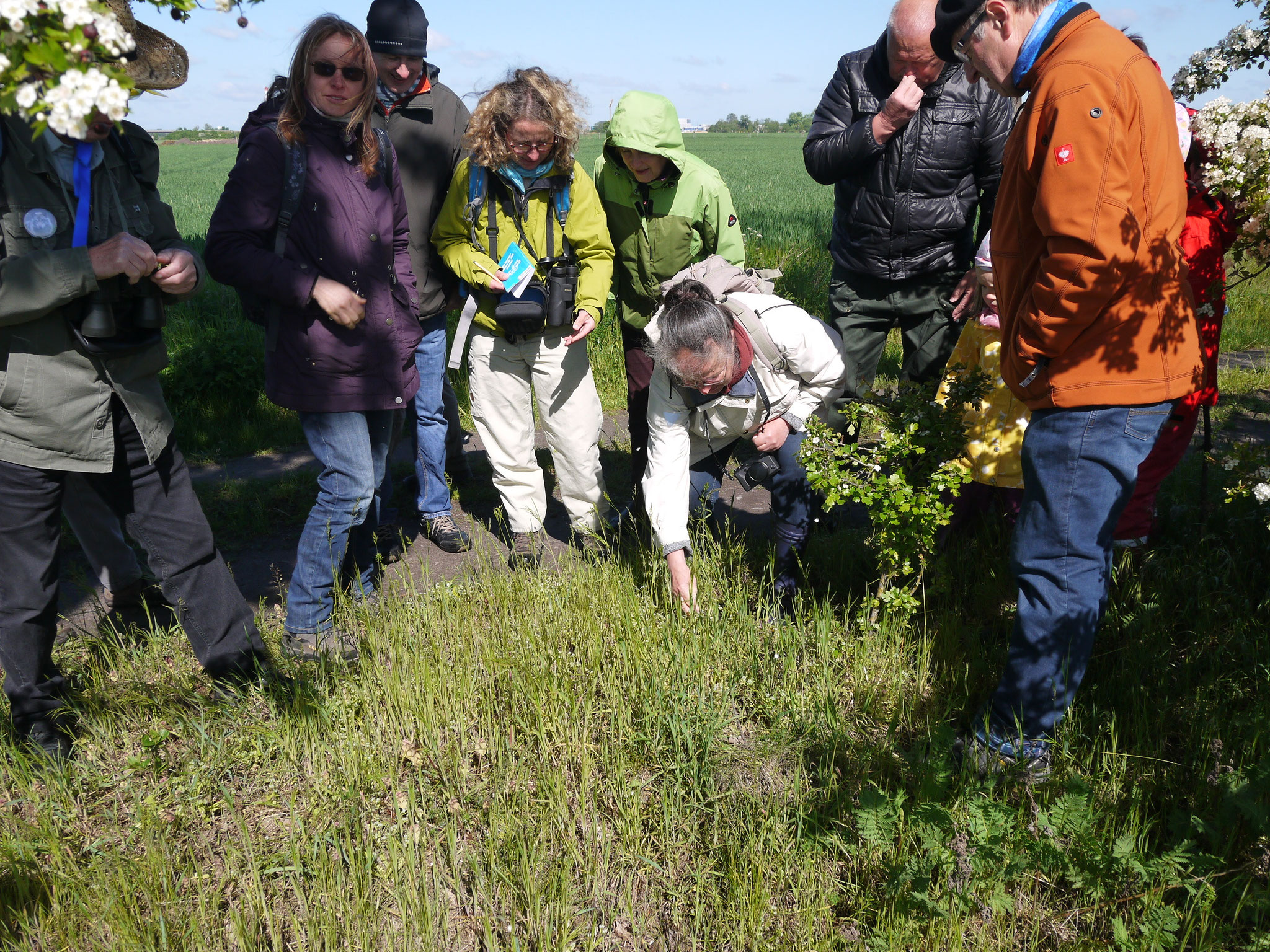 Am Wegrand wurden blühende Rapunzeln entdeckt.; Foto: Michael Wetzel