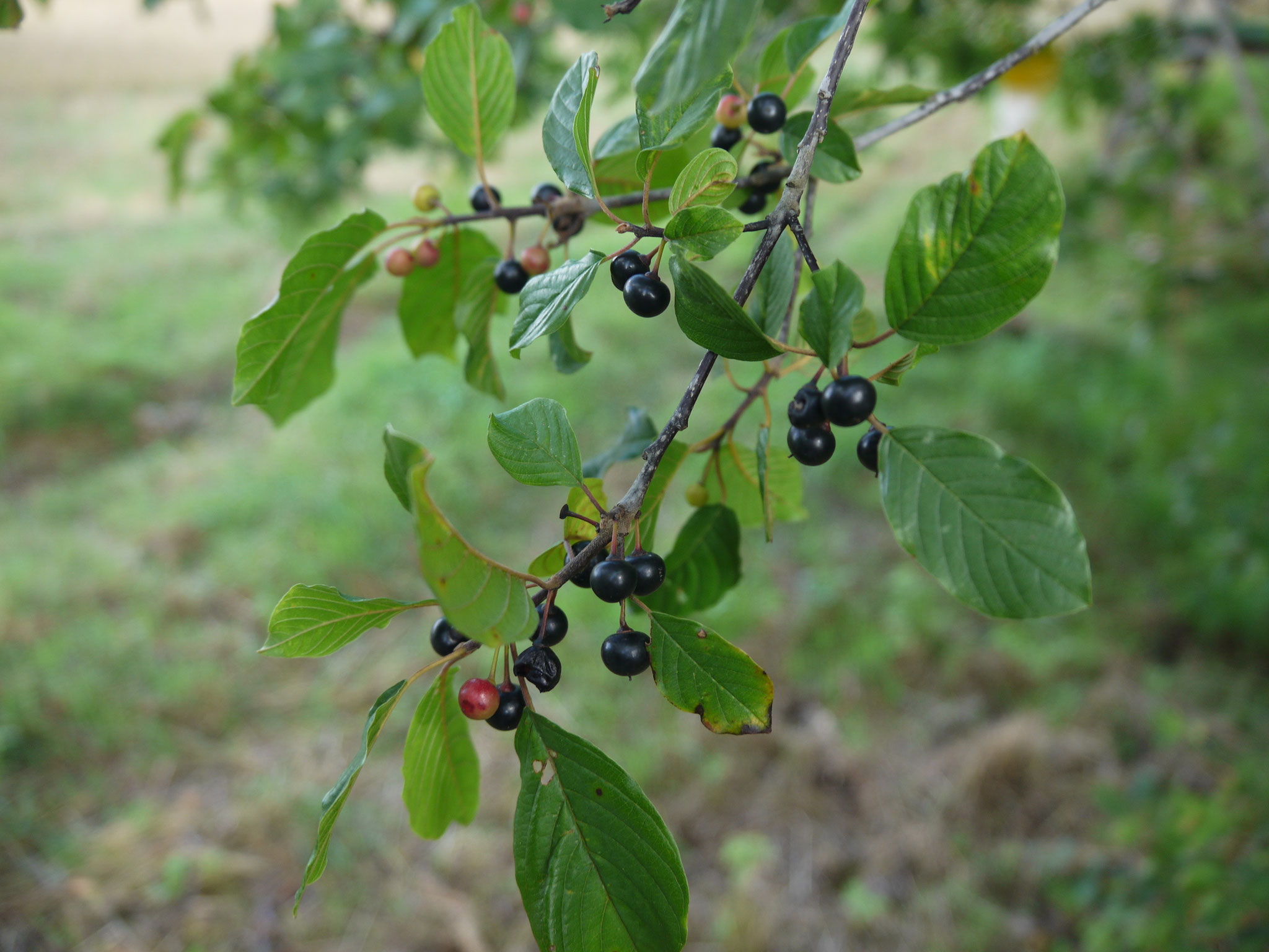 Fruchtender Faulbaum; Foto: Michael Wetzel