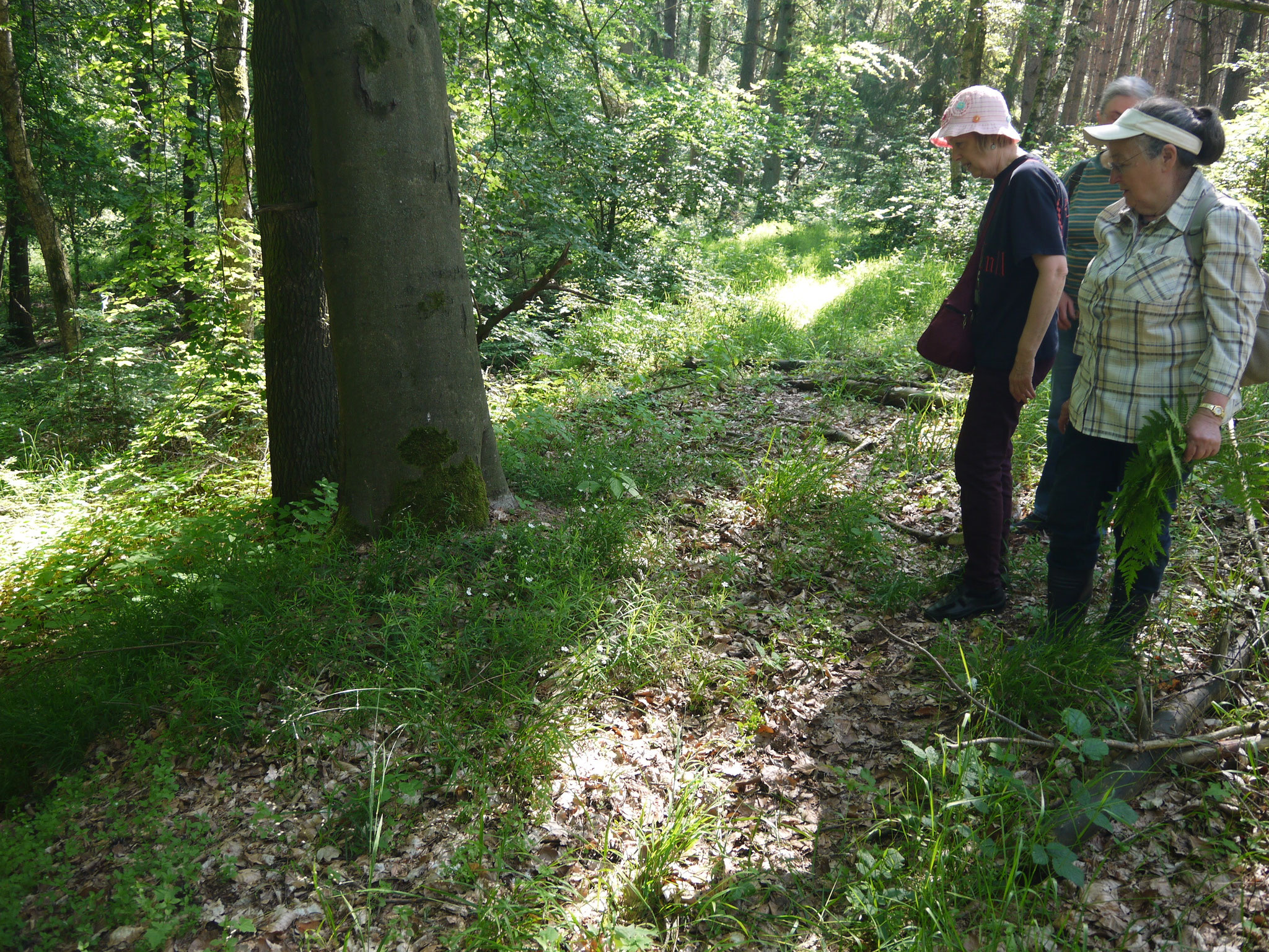 Typische Bodenvegetation im lichten Buchenwald; Foto: Michael Wetzel