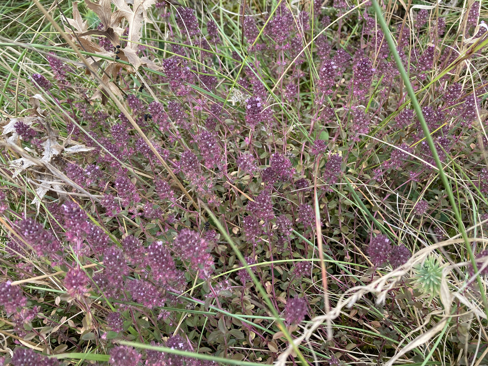 Gemeiner Thymian; Foto: Michael Wetzel