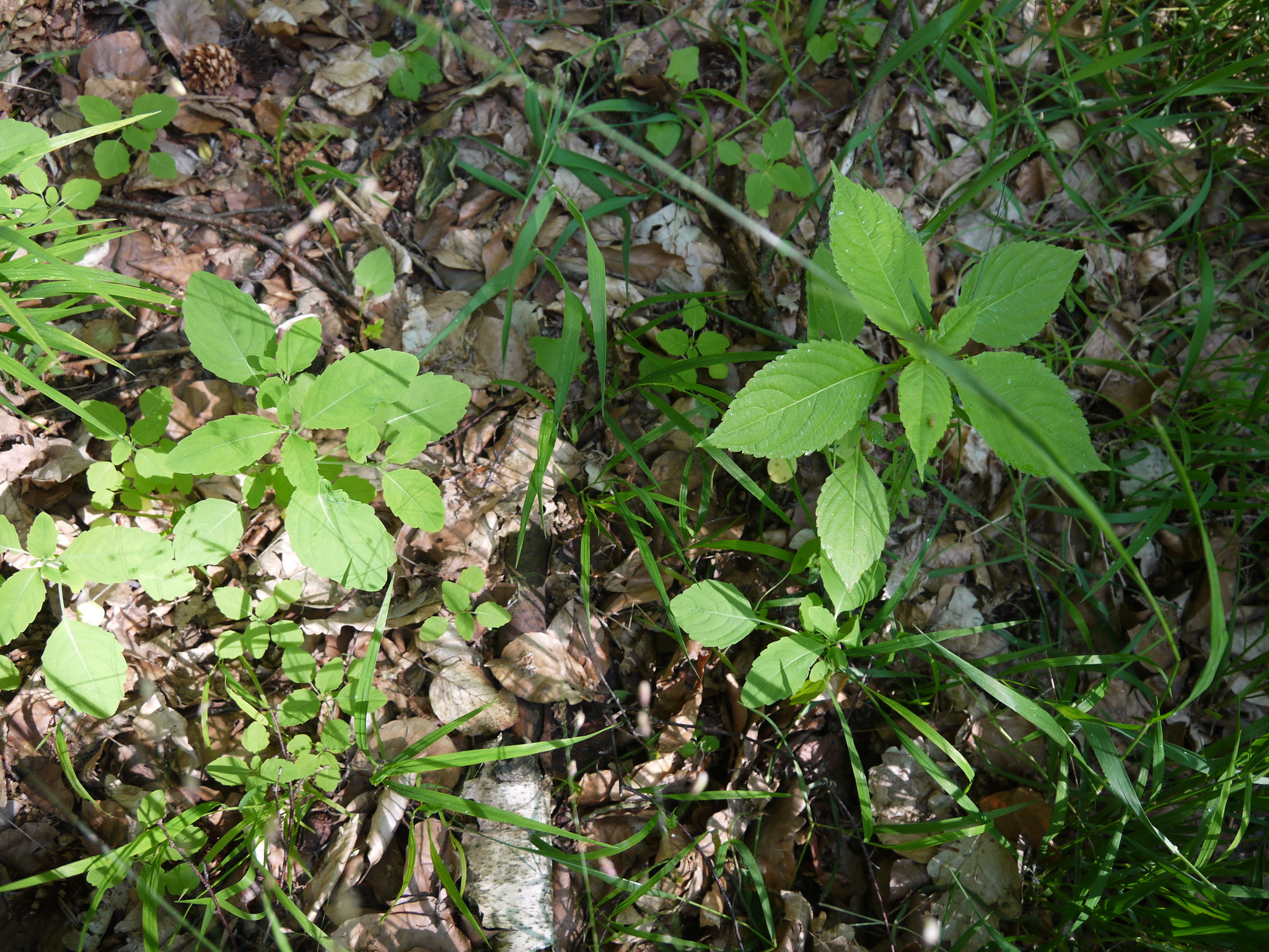 Großblütiges (links) und Kleinblütiges Springkraut (rechts); Foto: Michael Wetzel