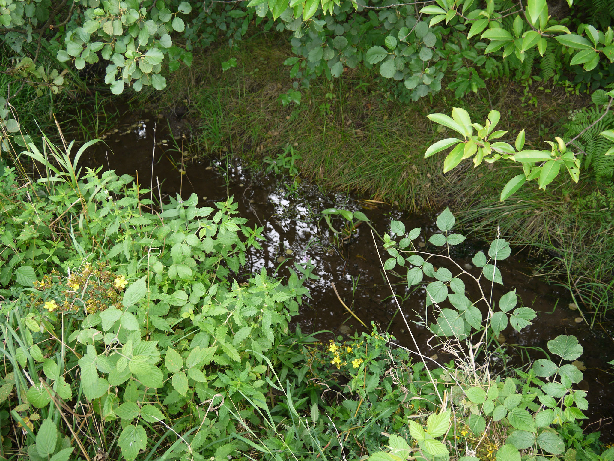 Wasserpfütze in der Krummbek; Foto: Michael Wetzel