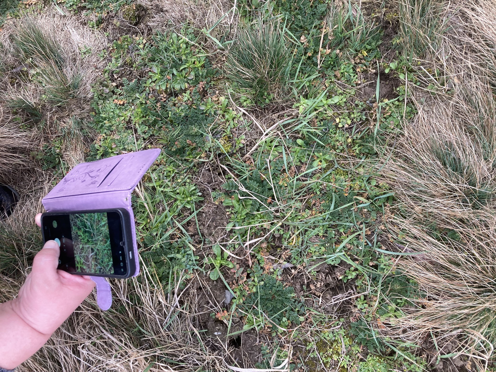Schüttere Vorfrühlingsvegetation auf dem Bebernordhang; Foto: Michael Wetzel