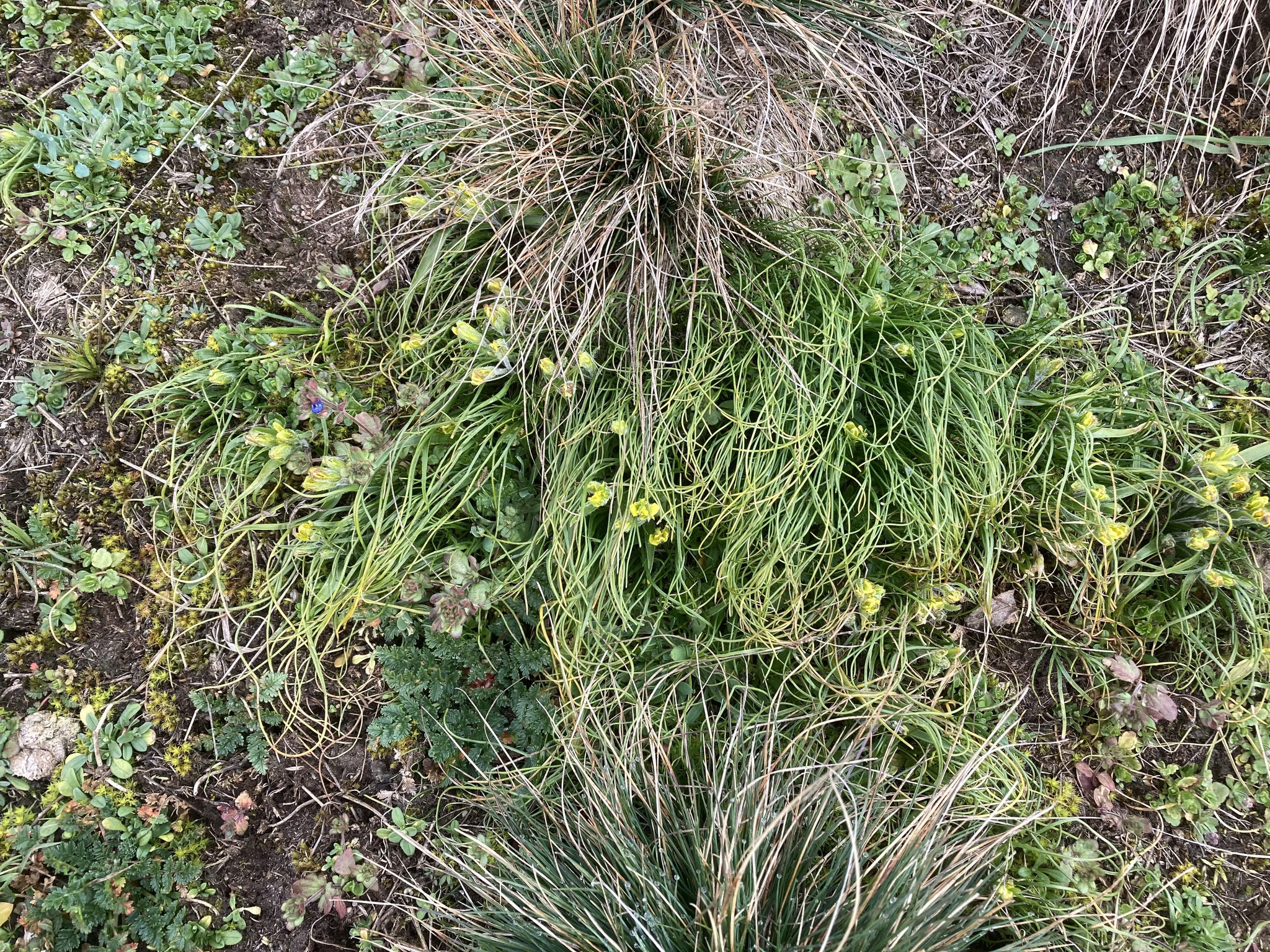Größtenteils geschlossene Goldsternblüten am Bebernordhang; Foto: Michael Wetzel