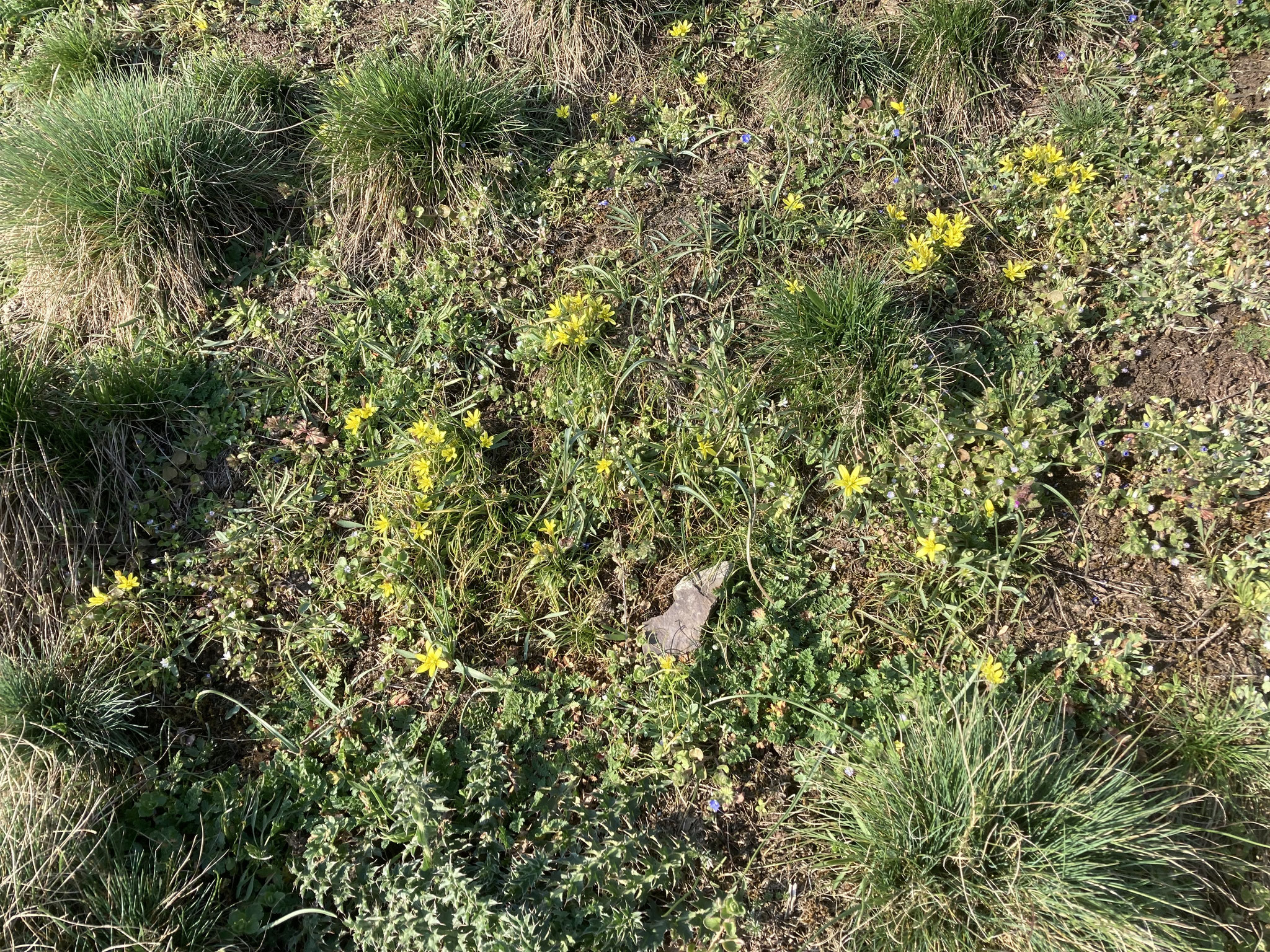 Flächige Goldsternblüte am Bebernordhang am 18.03.26; Foto: Michael Wetzel