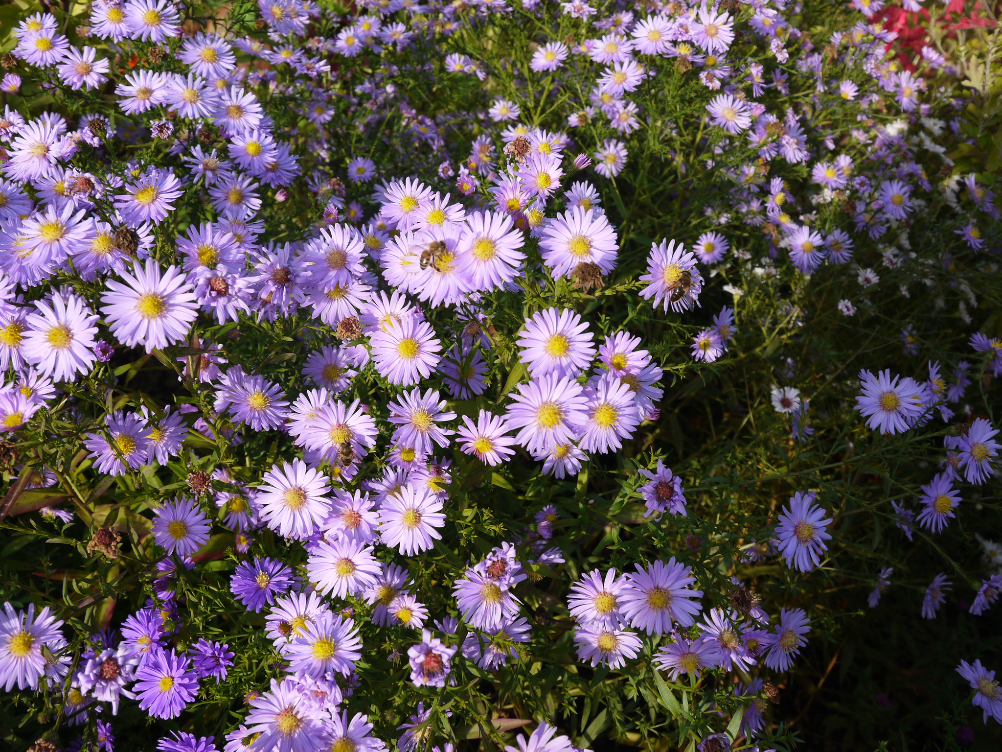 Insekten auf Herbstaster; Foto: Michael