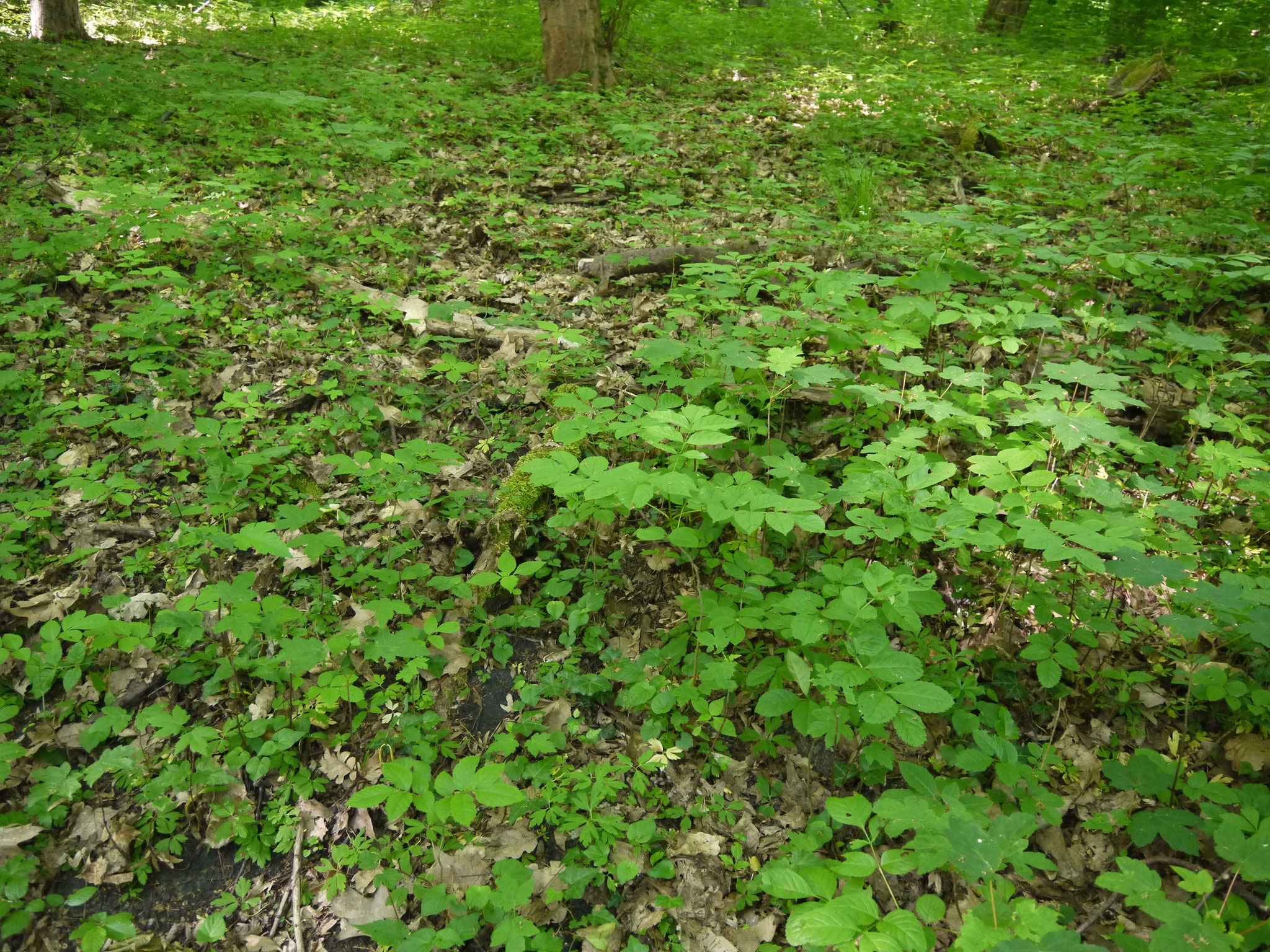 Unübersichtliche Bodenvegetation; Foto: Michael Wetzel