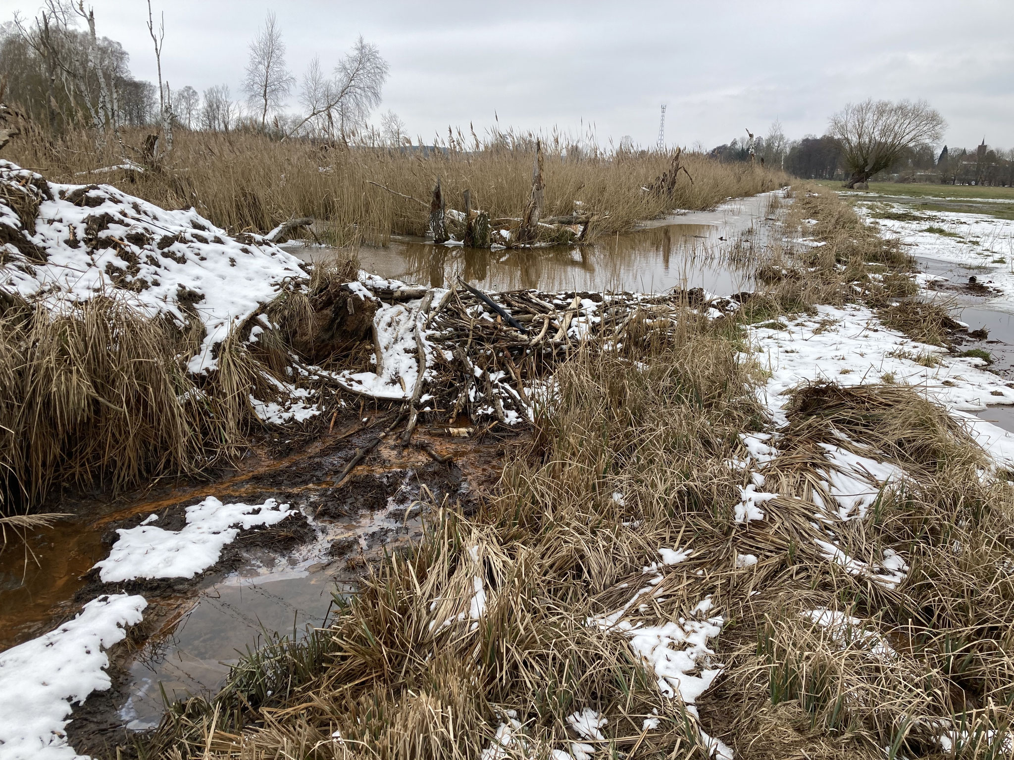 Biberdamm in der Donnerbeeke; Foto: Michael Wetzel
