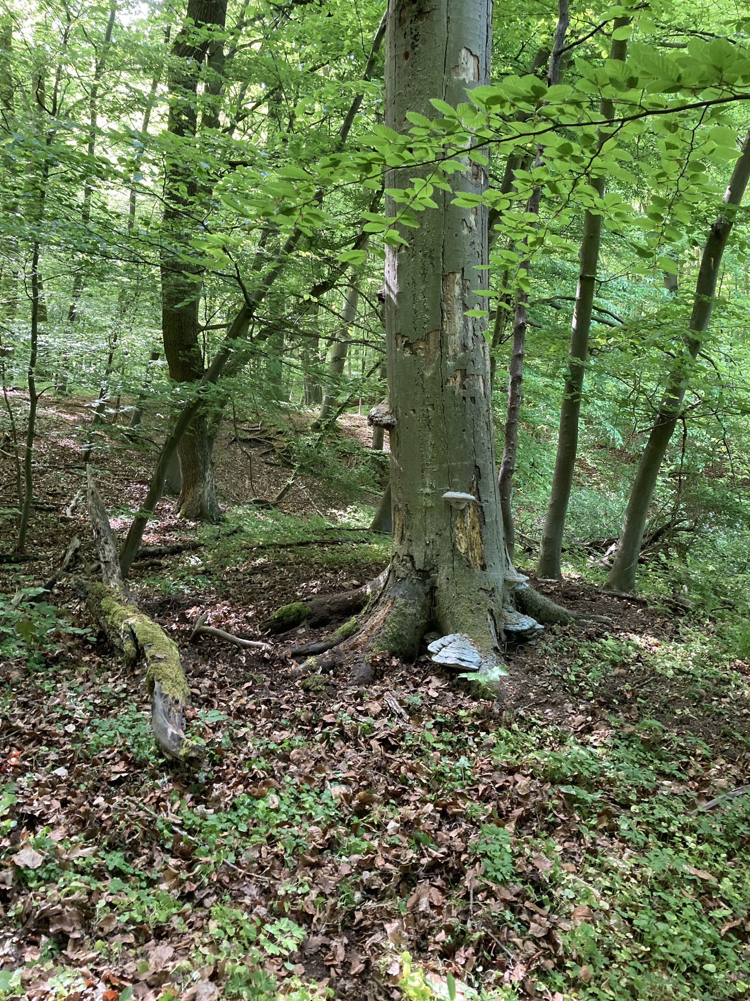 Altbuche mit Zunderschwamm; Foto: Michael Wetzel