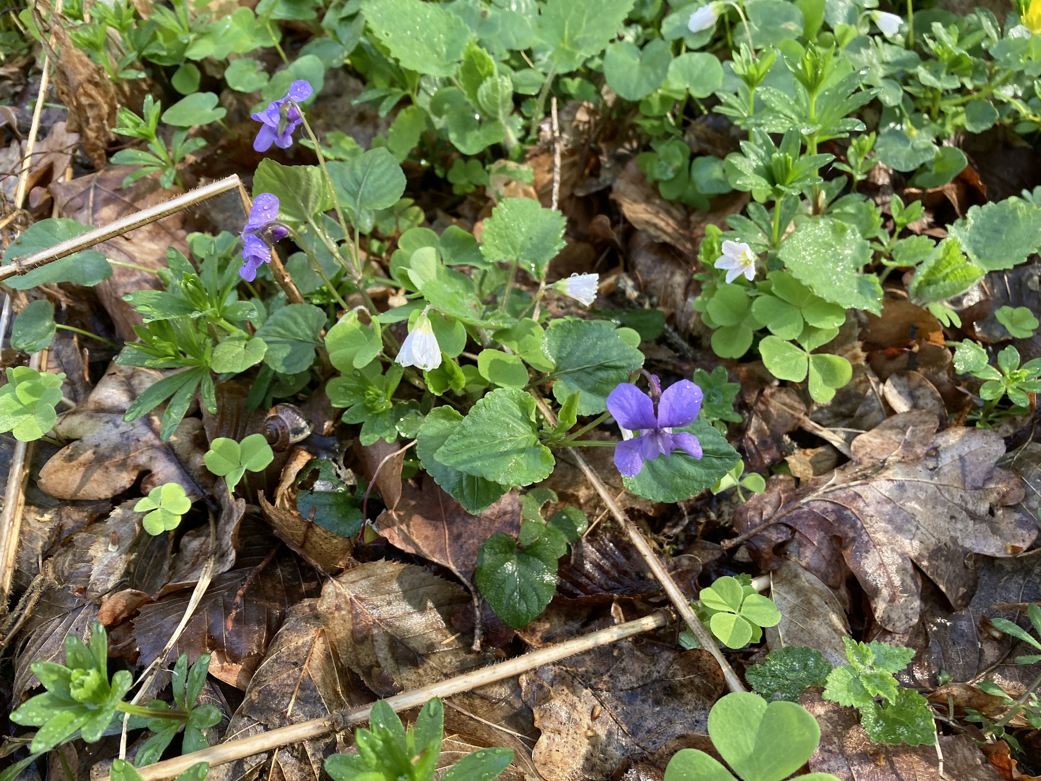 Waldveilchen; Foto: Michael Wetzel