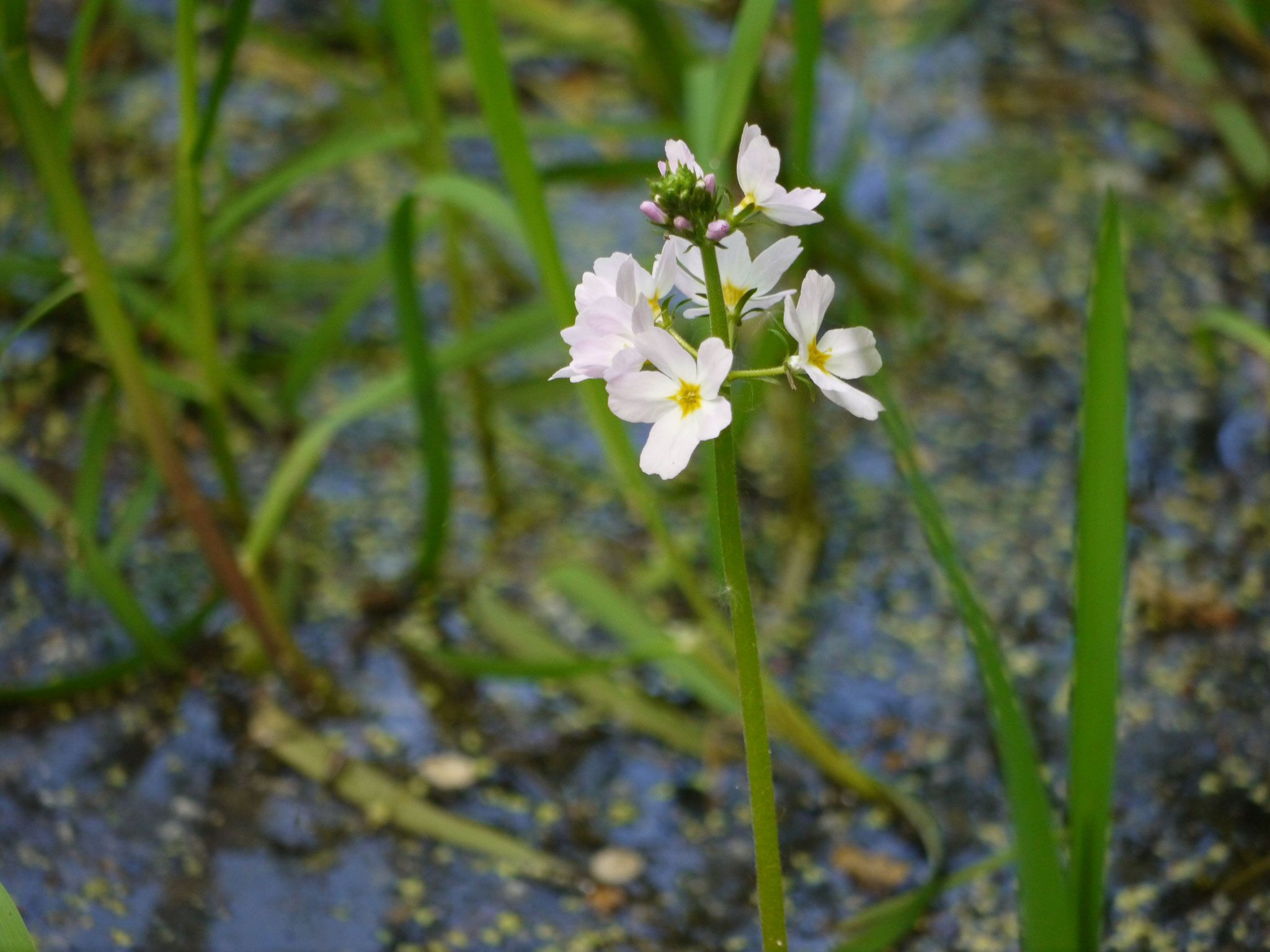 Wasserfeder - Einzelblütenstand; Foto: Michael Wetzel