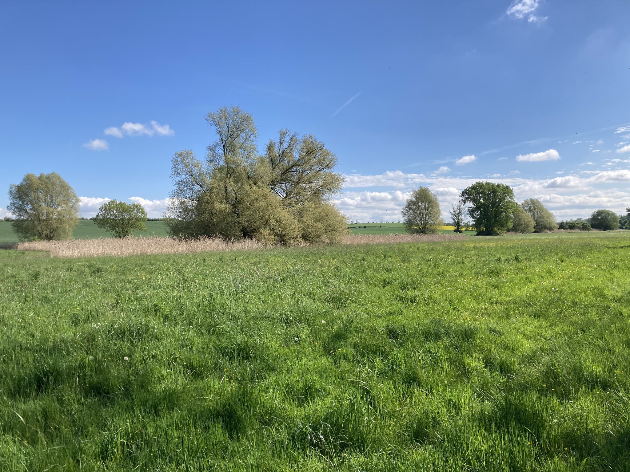 Saufleckwiese am 03.05.24; Foto: Michael Wetzel