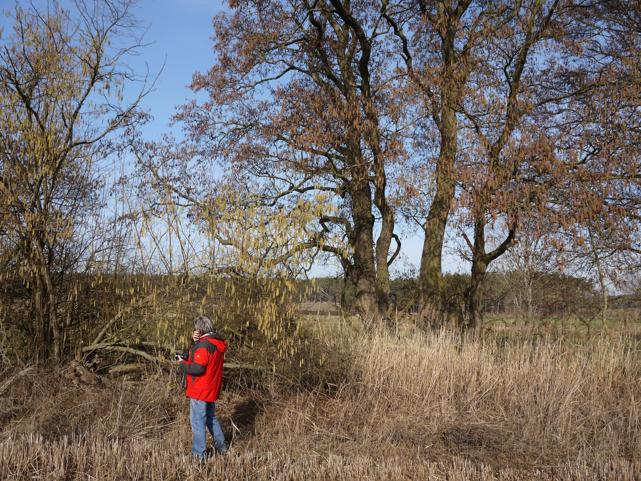 Kätzchen von Hasel (links) und Schwarzerle (rechts); Foto: Michael Wetzel