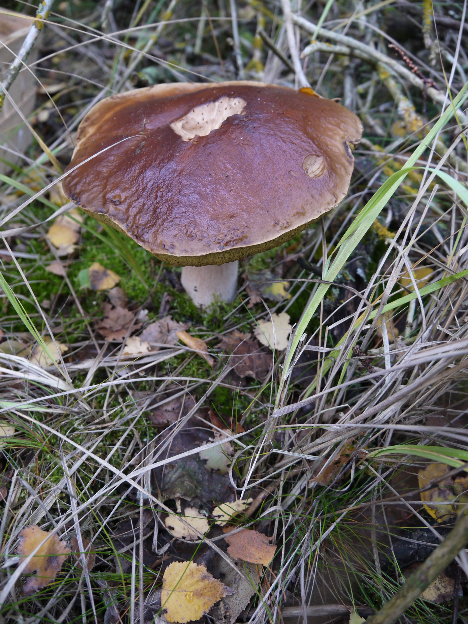 Steinpilz; Foto: Michael Wetzel