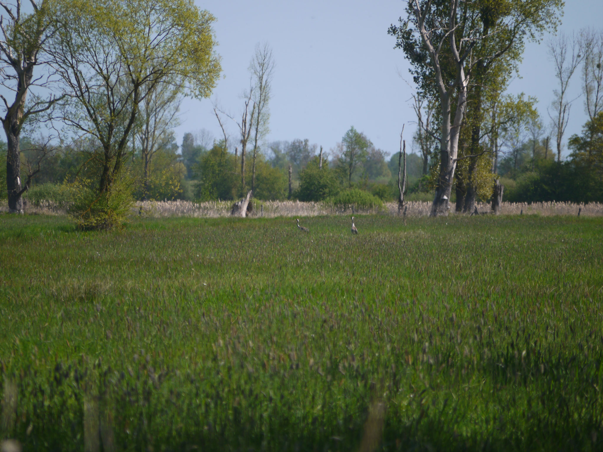 Kranichpaar auf der Wiese; Foto: Michael Wetzel