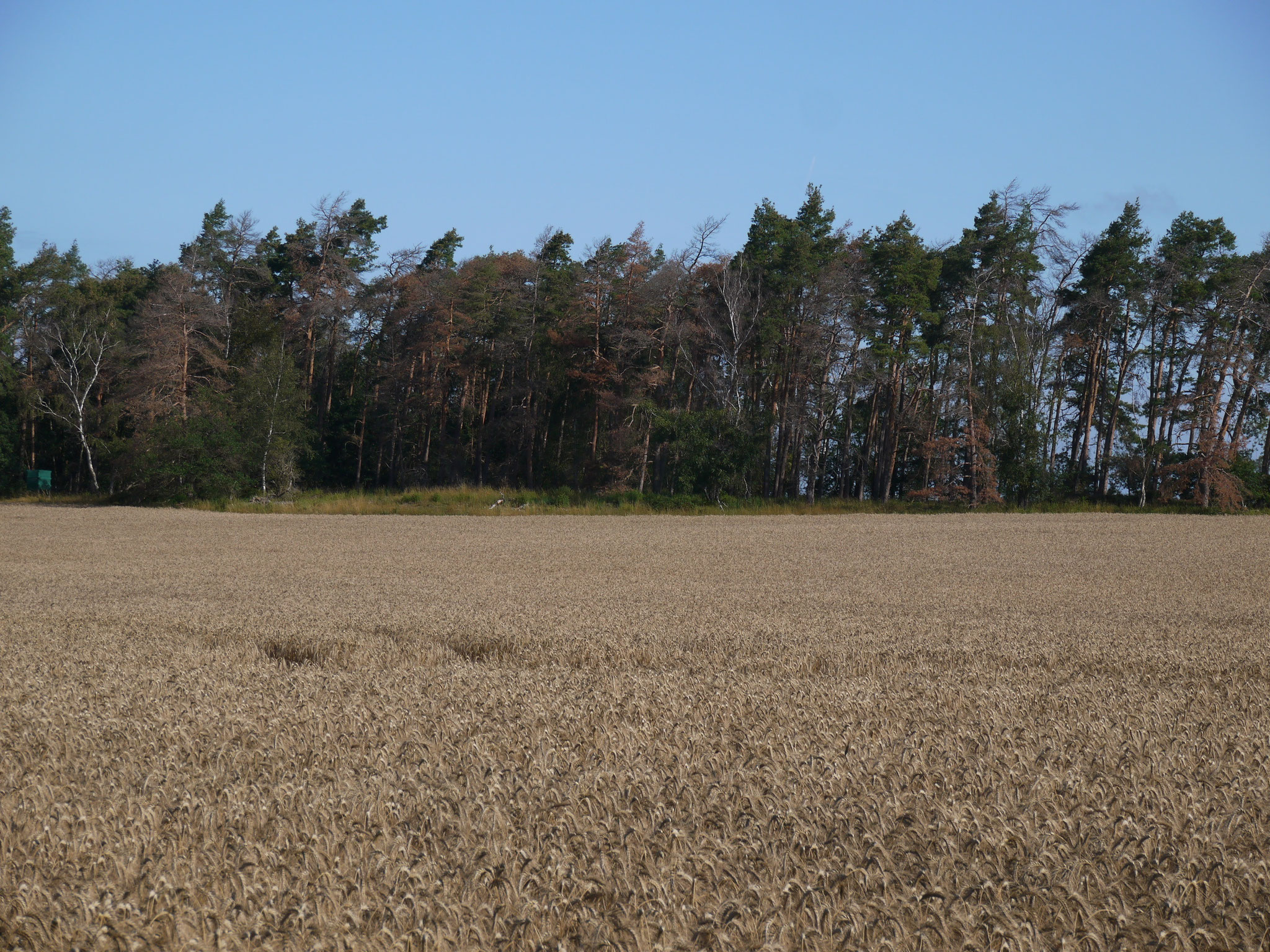 Kiefern mit Trockenschäden; Foto: Michael Wetzel