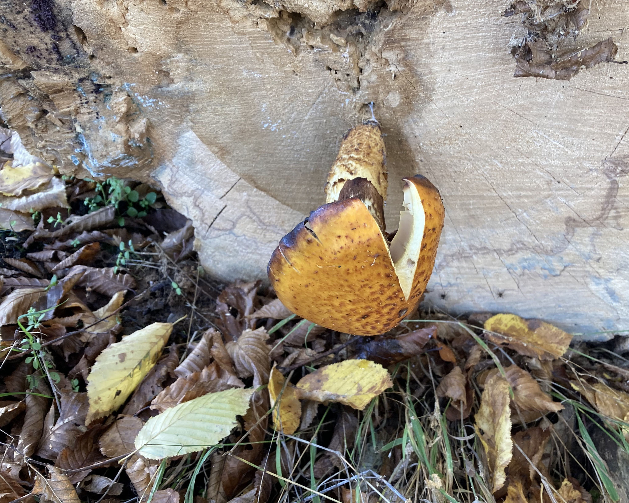 Schüppling an einem Buchenstamm; Foto: Michael Wetzel