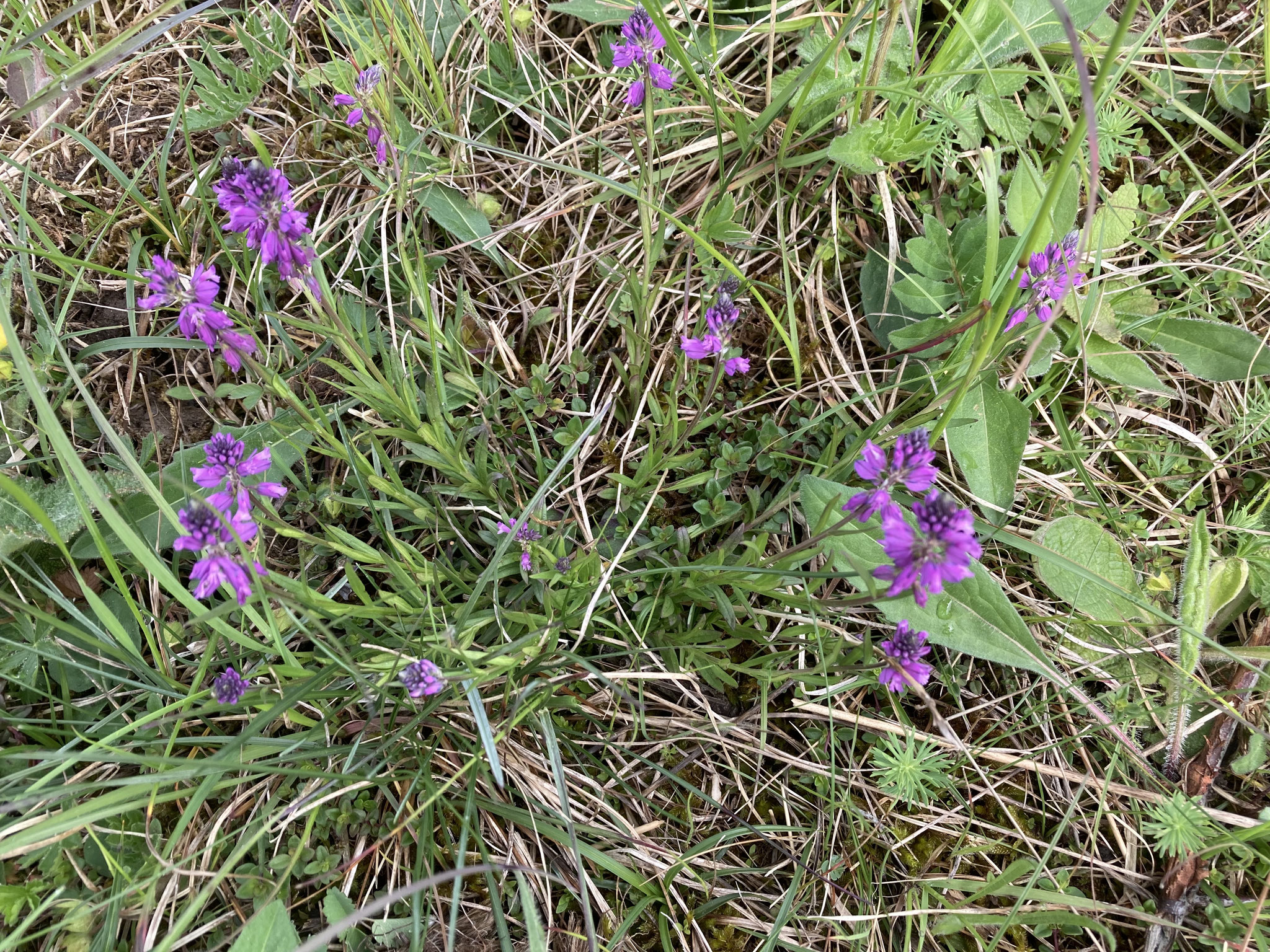 Schopfiges Kreuzblümchen; Foto: Michael Wetzel