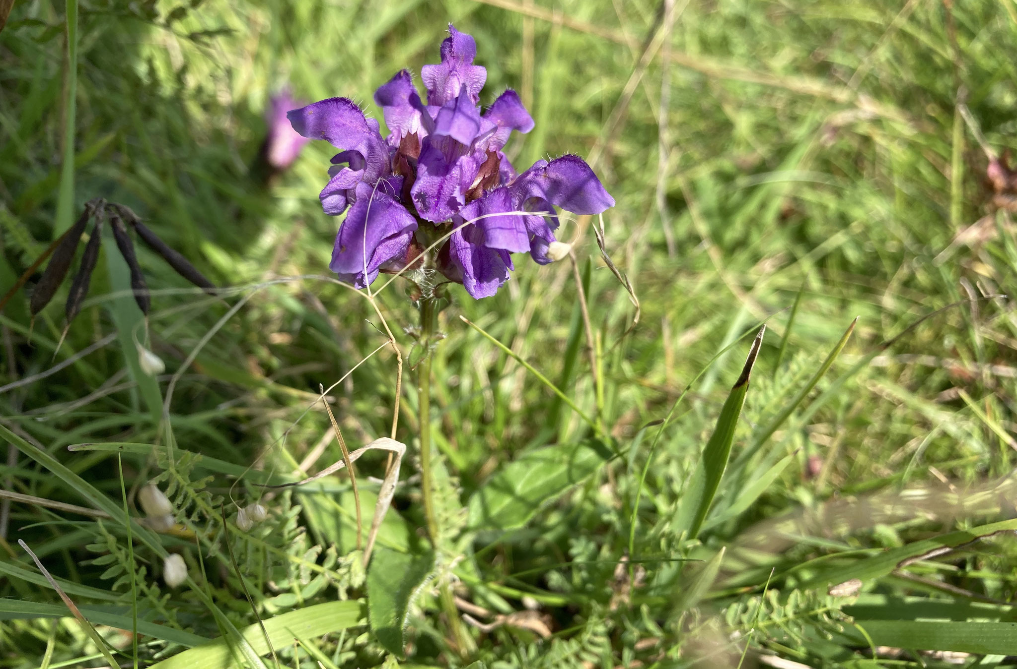 Großblütige Braunelle; Foto: Michael Wetzel
