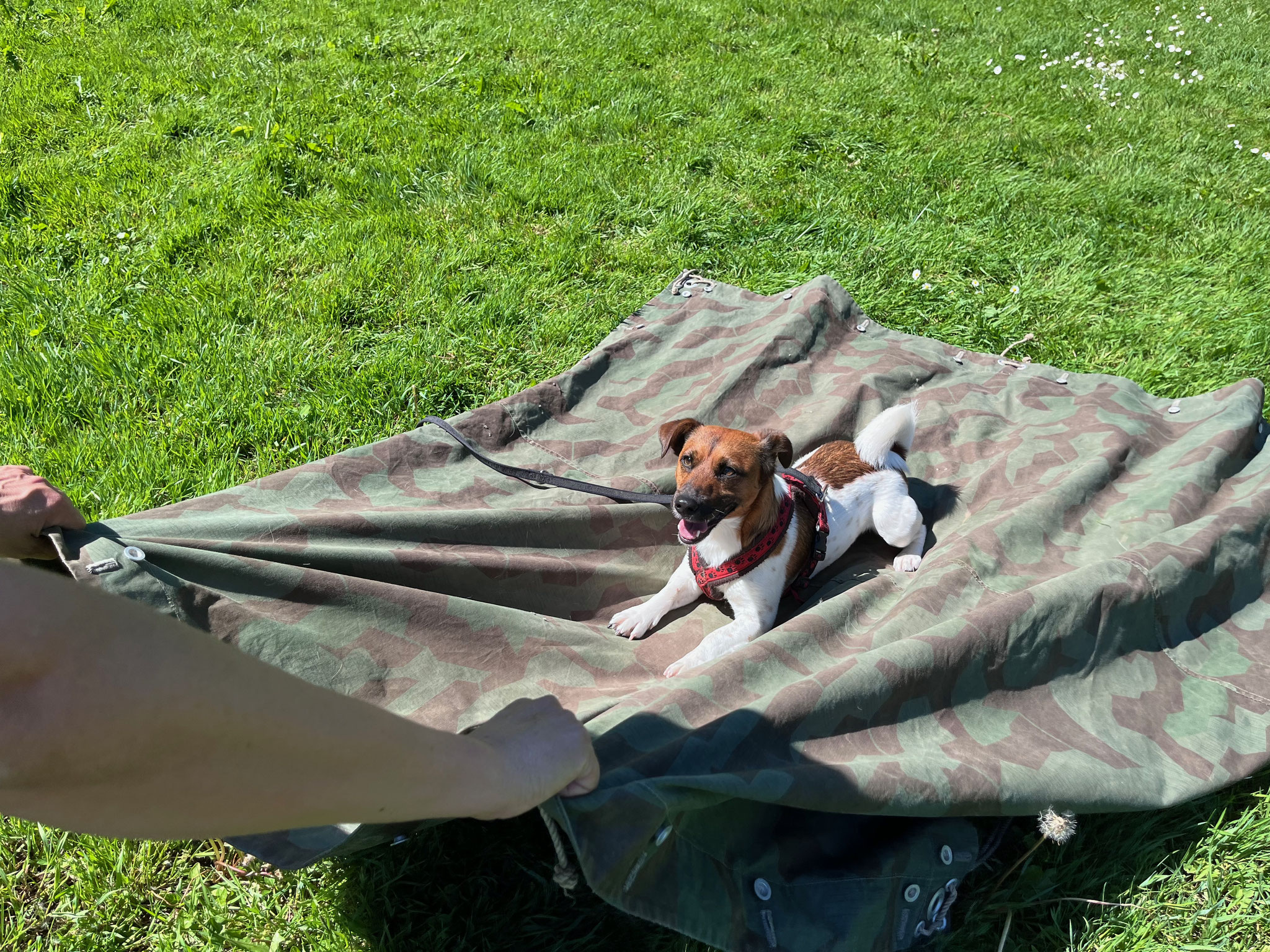 26_Hundetraining auf bewegtem Untergrund