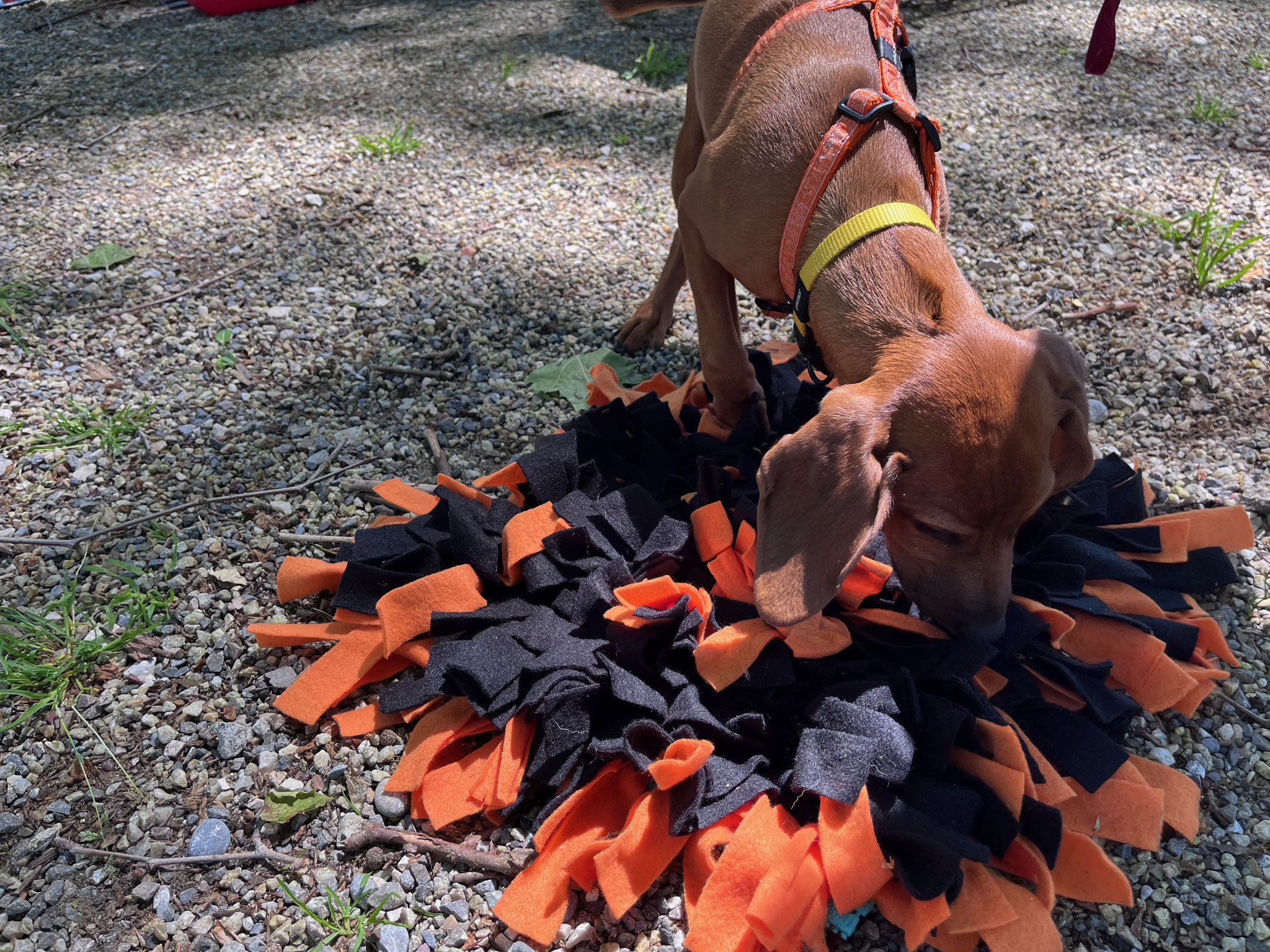 11_Schnuppererfolg_Tag des Hundes
