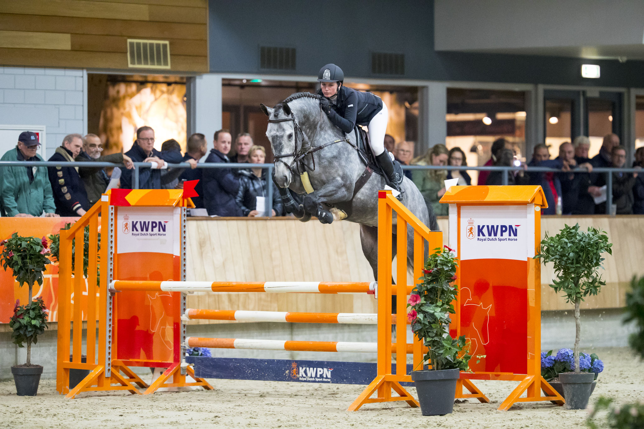 Hengstencompetitie Ermelo (NL) 2016